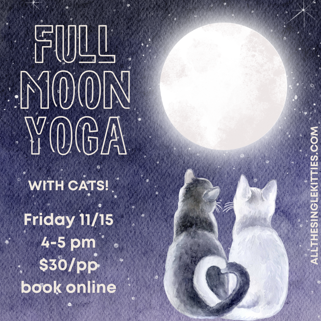 Full Moon Yoga with Cats