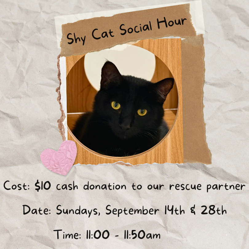Shy Cat Social Hour