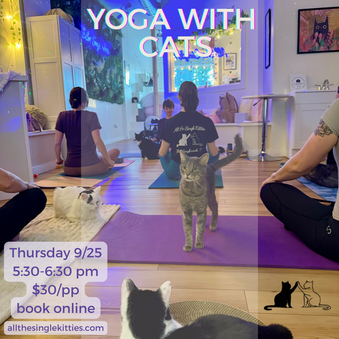 Yoga with Cats!