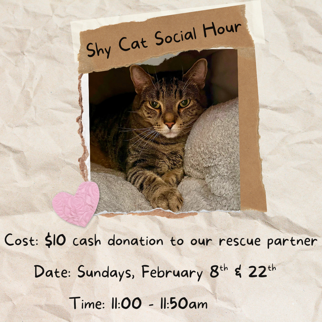 Shy Cat Social Hour 
