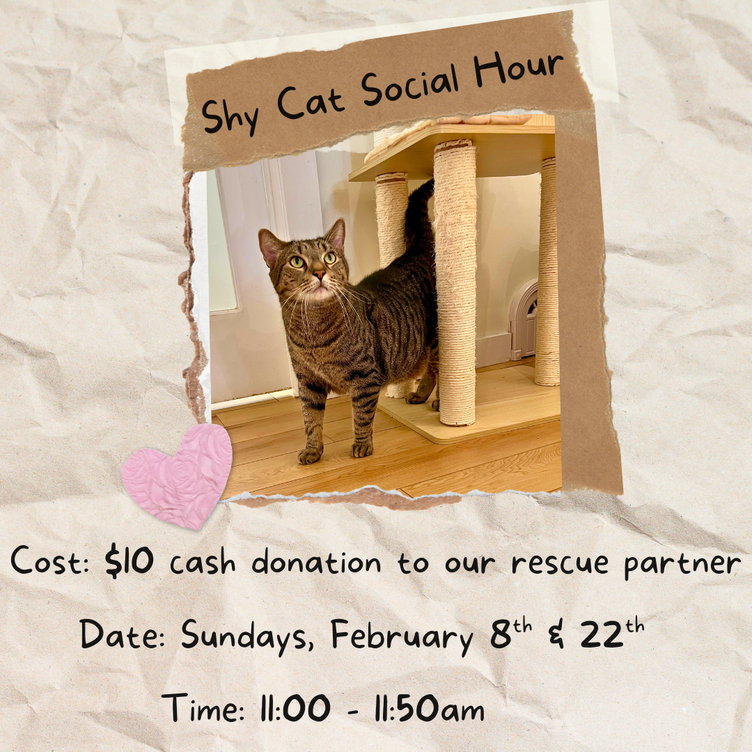 Shy Cat Social Hour 