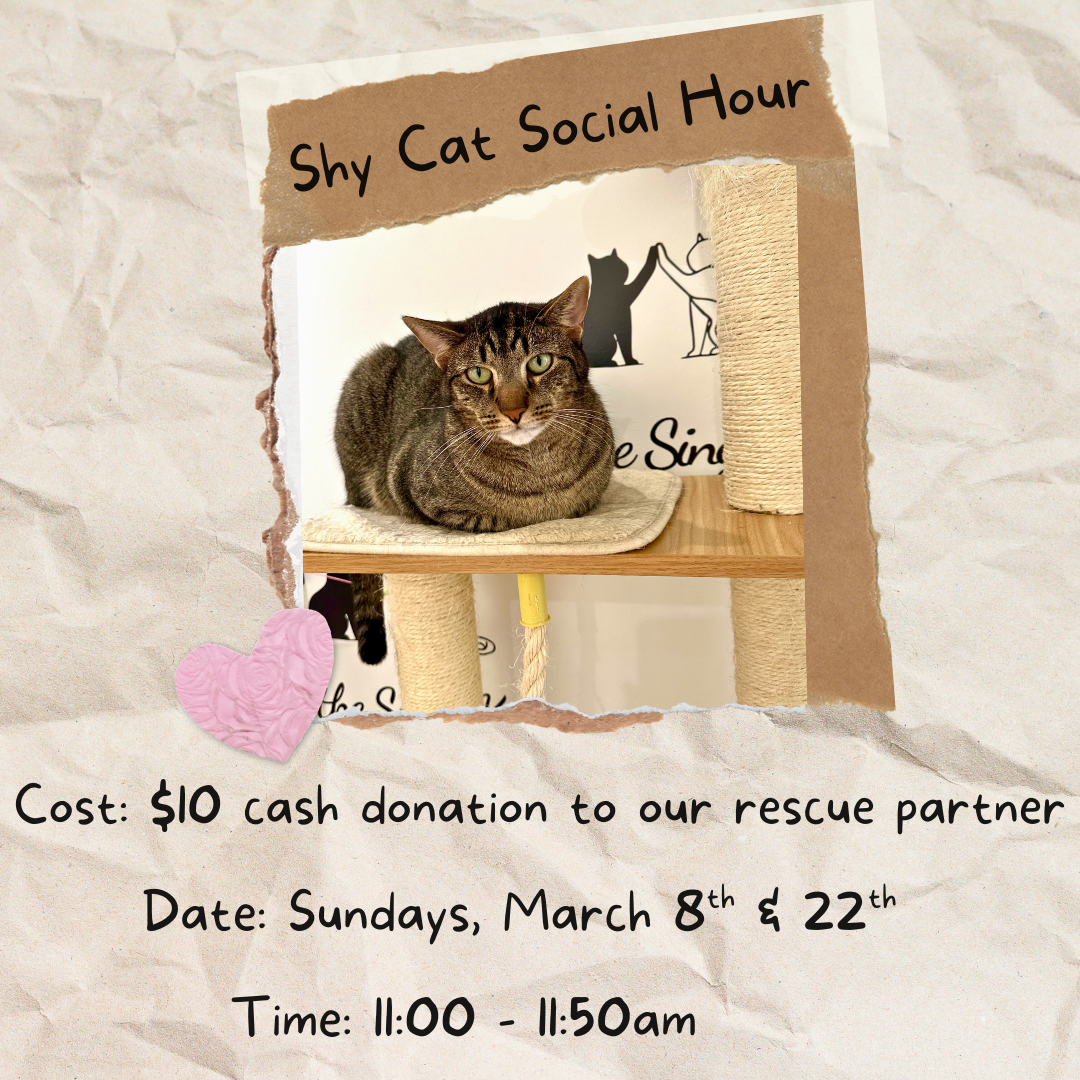 Shy Cat Social Hour 