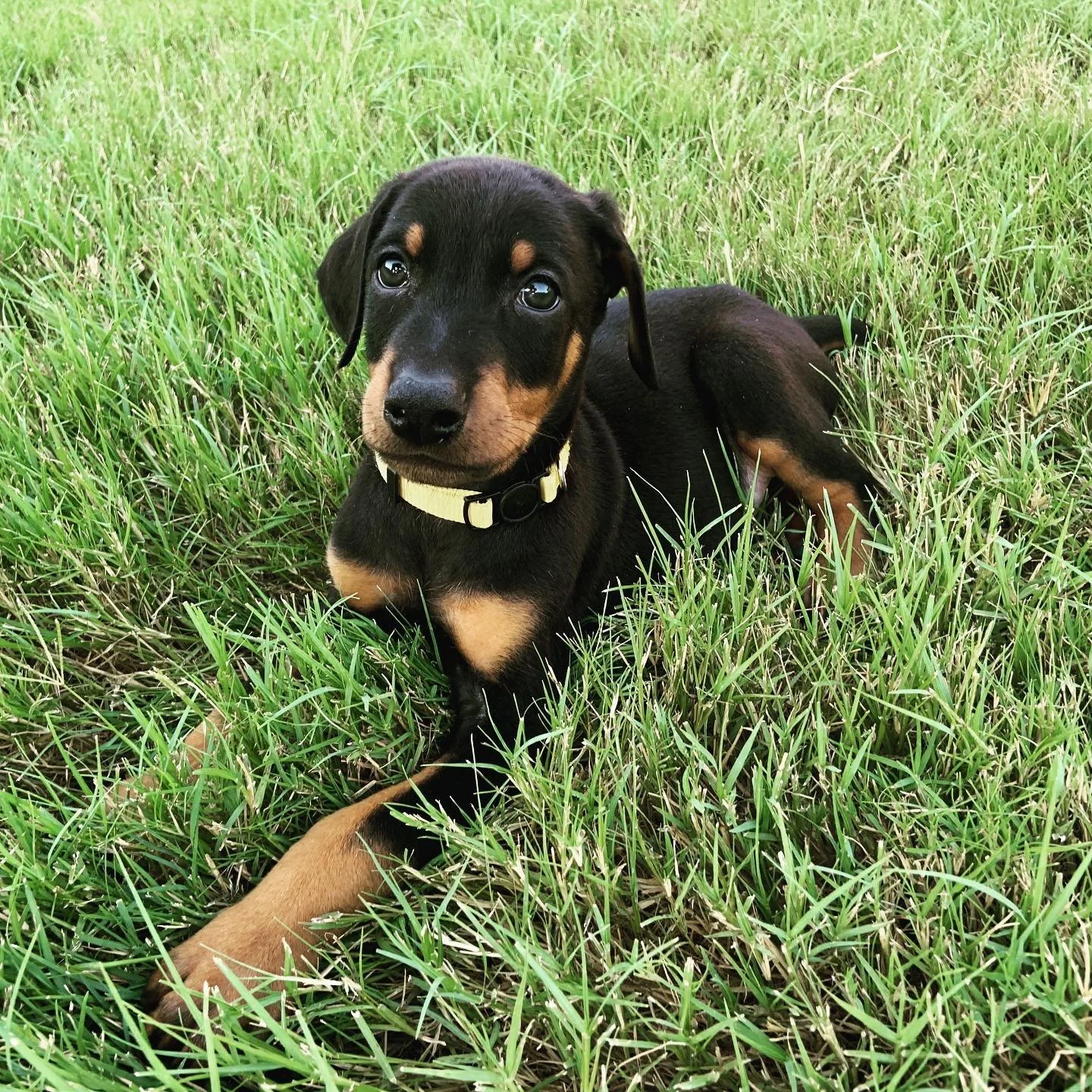 The Telltale Signs of an Ethical Dog Breeder: Ensuring the Best Start for Your Furry Friend