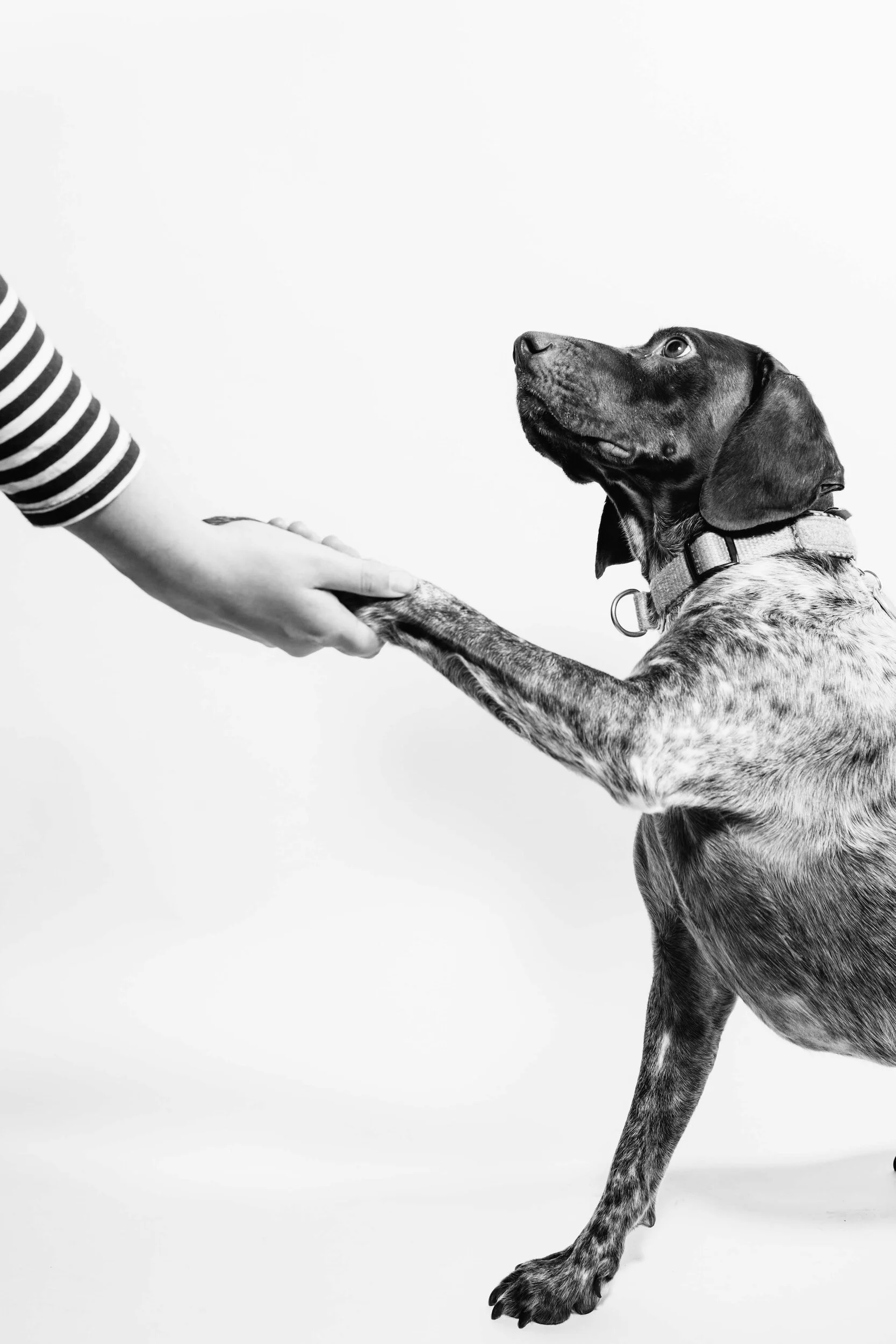 Paws and Progress: The Evolution of Dog Businesses Through the Years