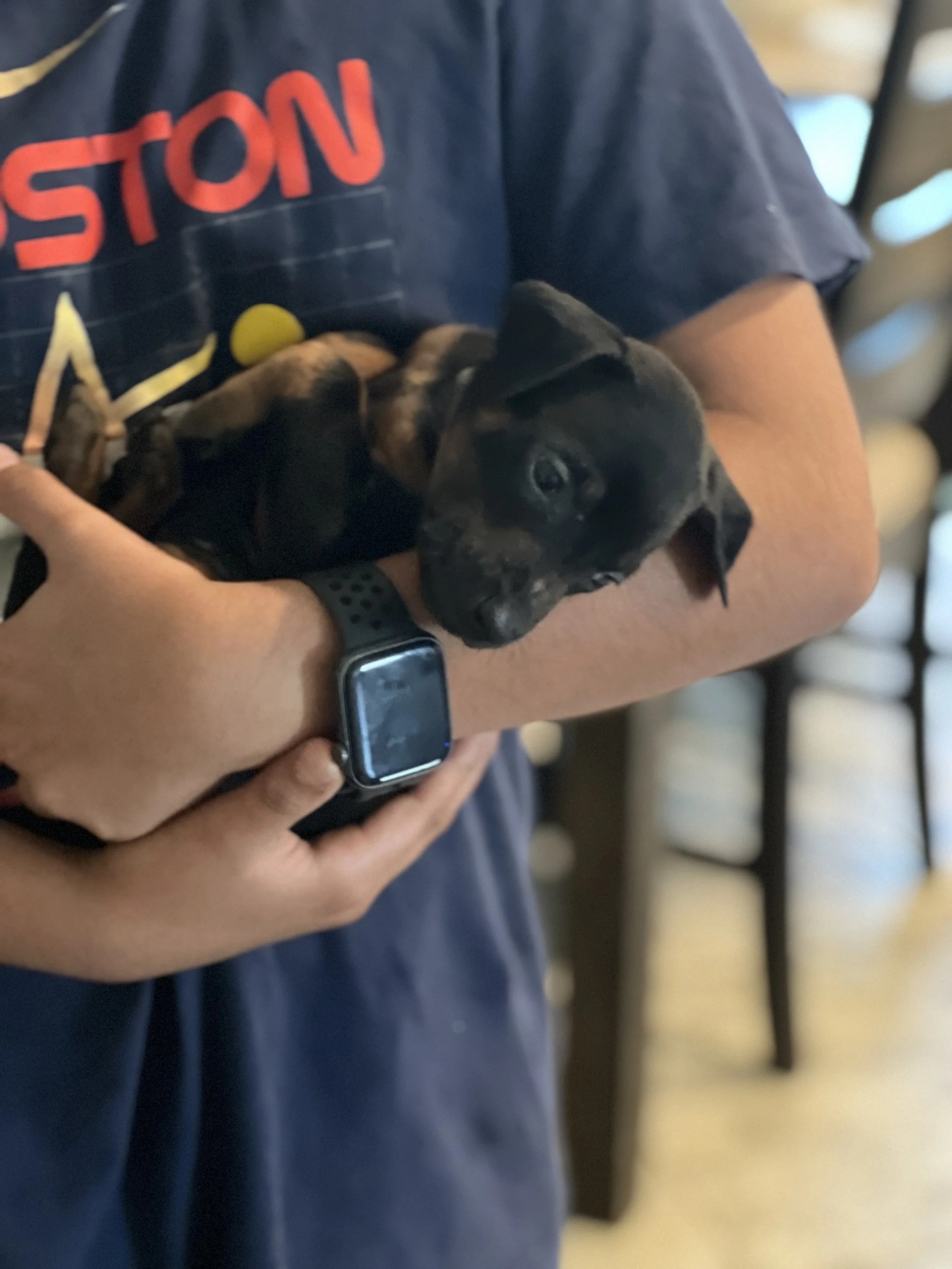 Puppy Love Chronicles: The Joyful Journey of Owning an Odremans Doberman