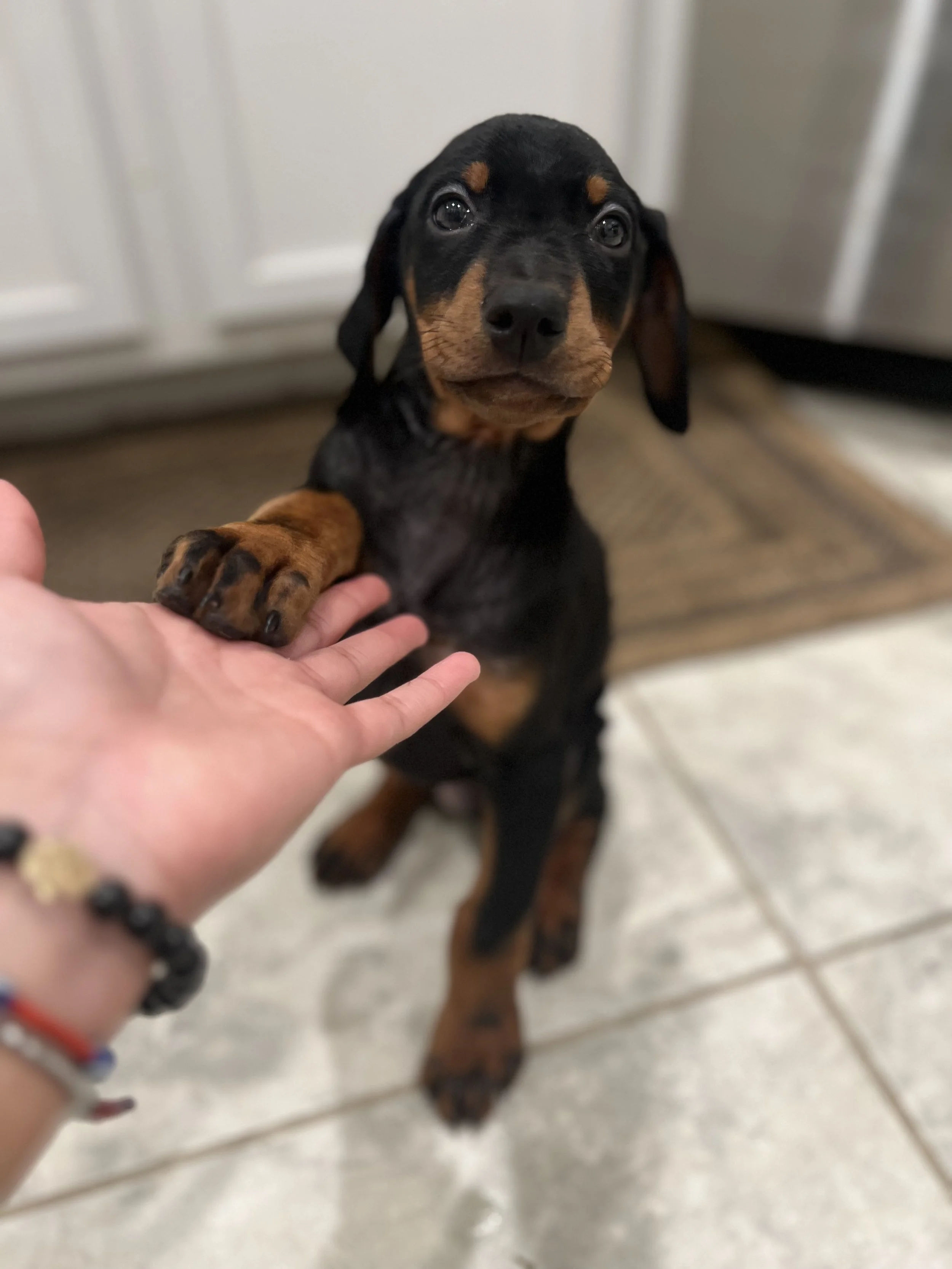 Optimizing Training and Growth: Navigating Life's Pains with Your Doberman