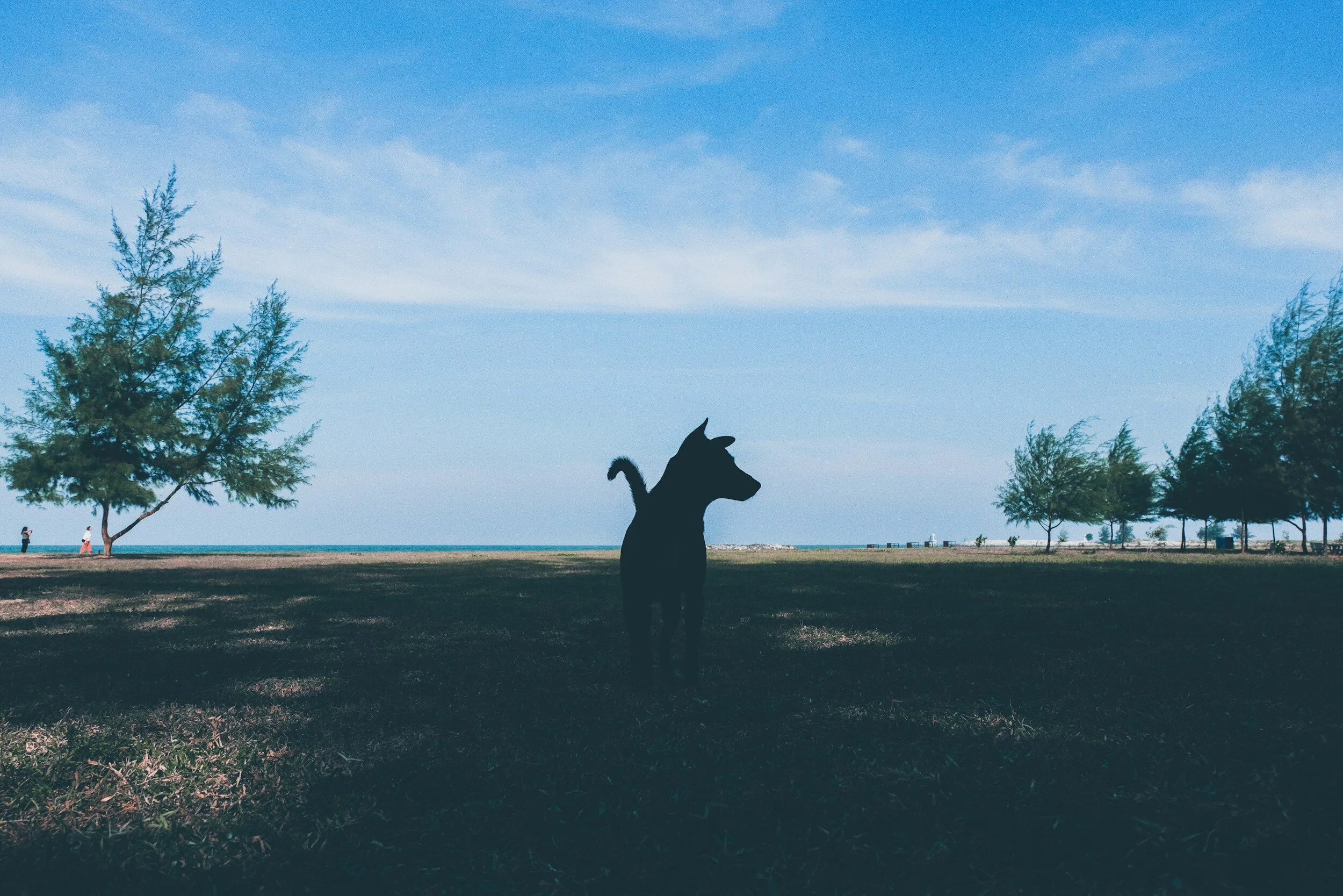 Tailored Canine Companions: A Guide to Choosing the Best Dog Breed for Your Lifestyle