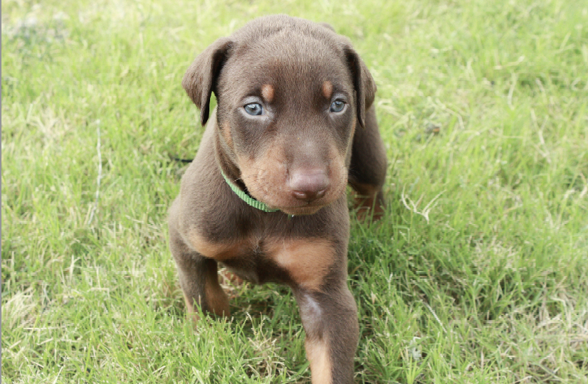Your Perfect Match: A Comprehensive Guide to Choosing the Right Doberman Puppy for You