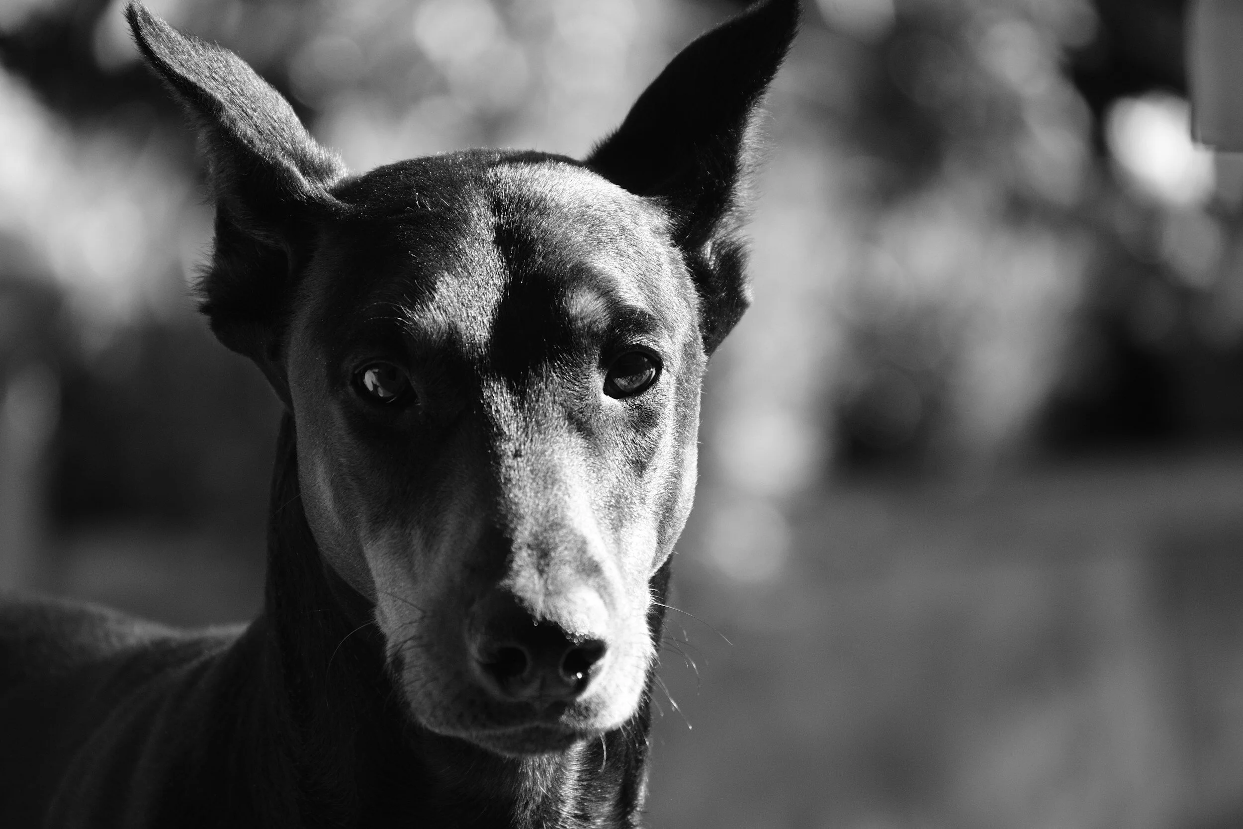 Hollywood's Iconic Dobermans: A Cinematic Evolution from Menacing Guardians to Loyal Companions