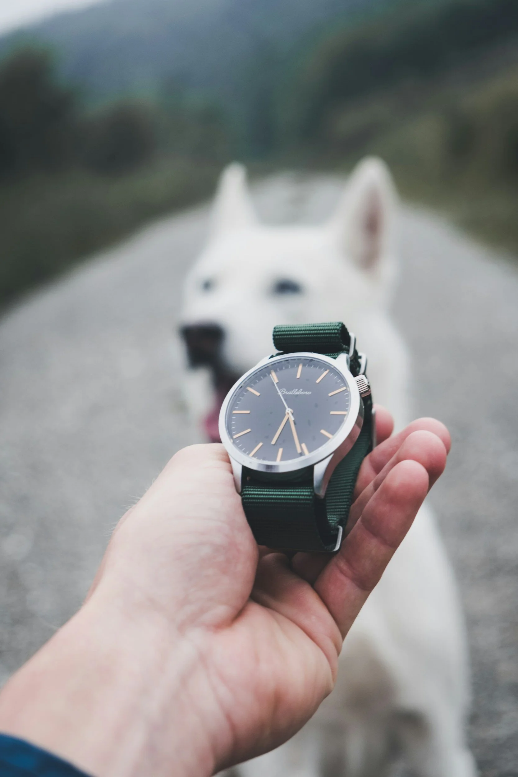 Optimal Moments to Embrace a Canine Companion: Navigating the Right Time for a Furry Addition