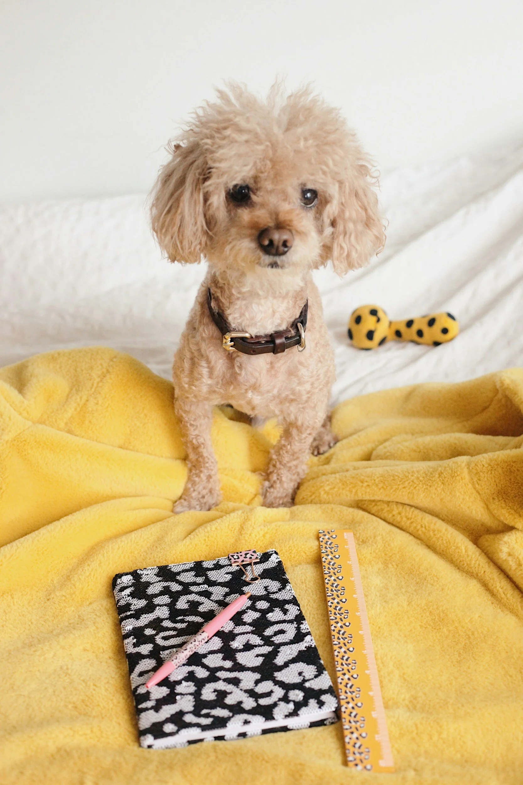 The ABCs of Dog Care.