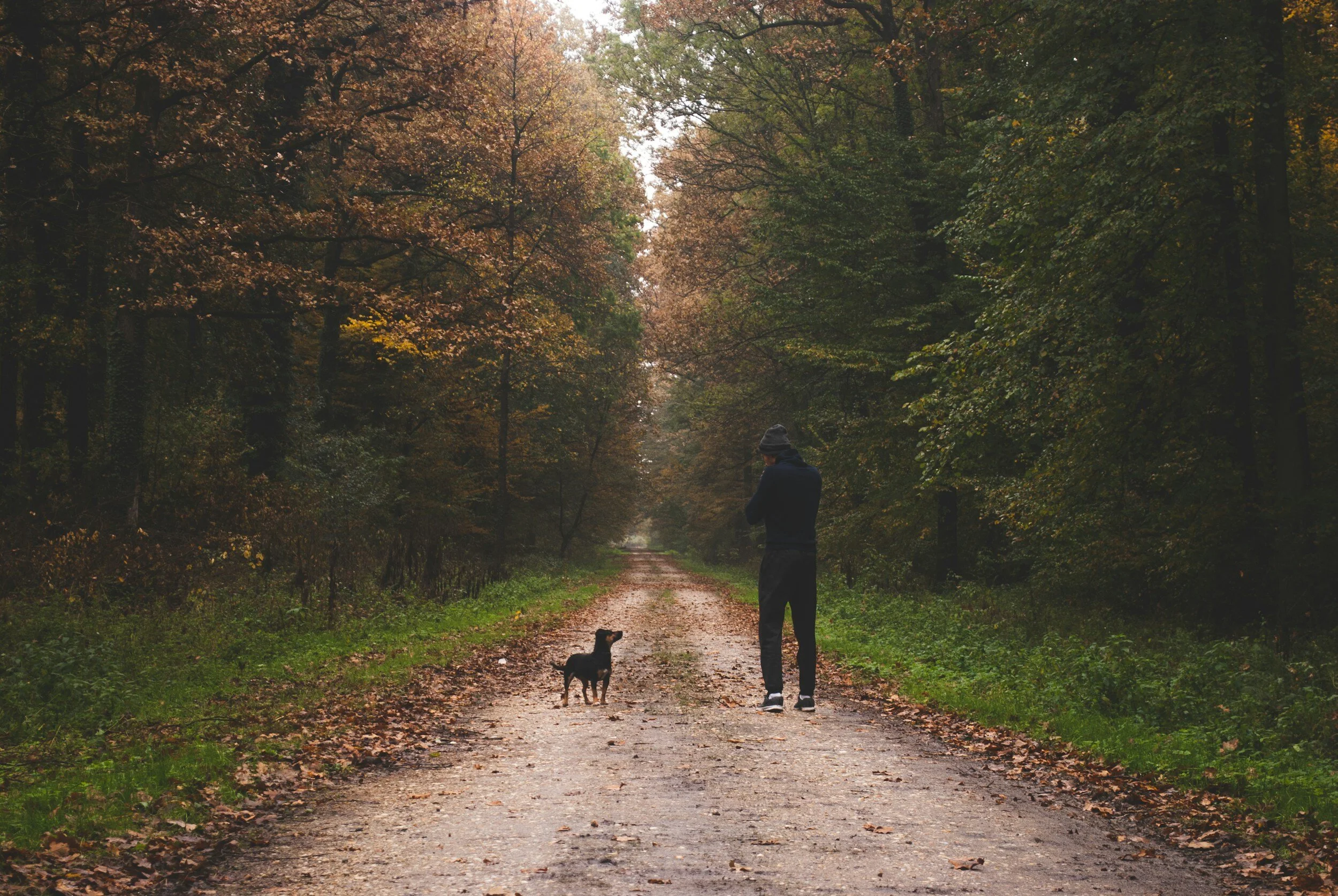 Guardians of Grace: The Timeless Mission of Animal Shelters