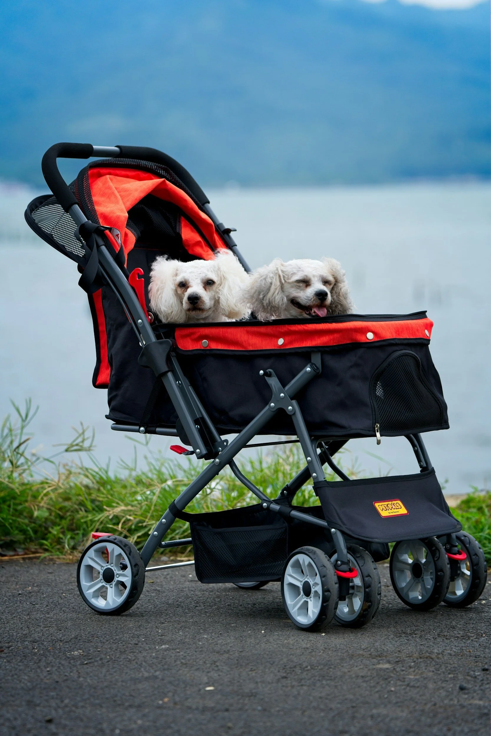 The Millennial Pet Parenting Revolution: Furry Friends as the New Kids in Town