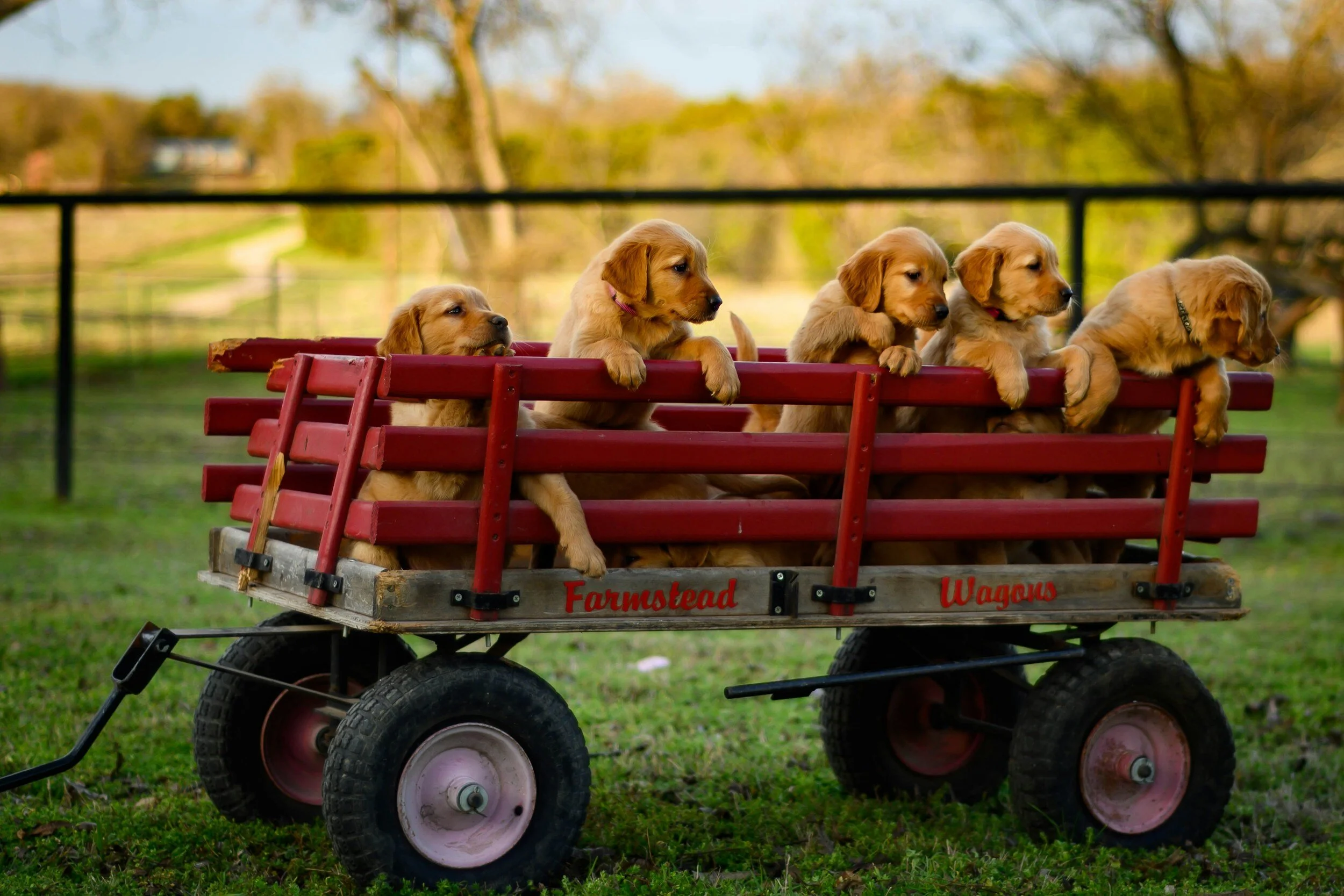 Finding Your Furry Companion: The Journey to Finding a Trusted Breeder