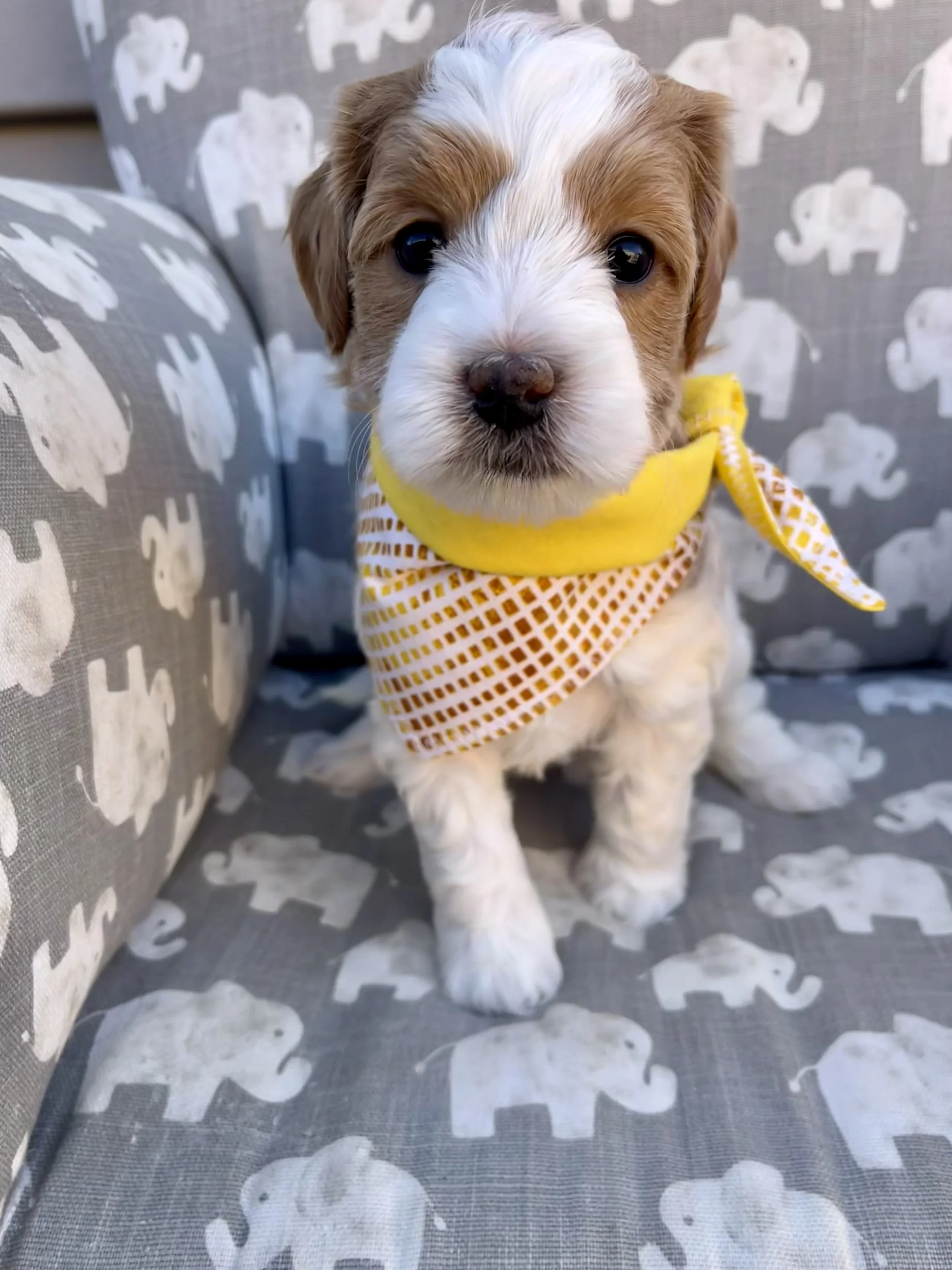 Yellow Girl - 5 weeks old