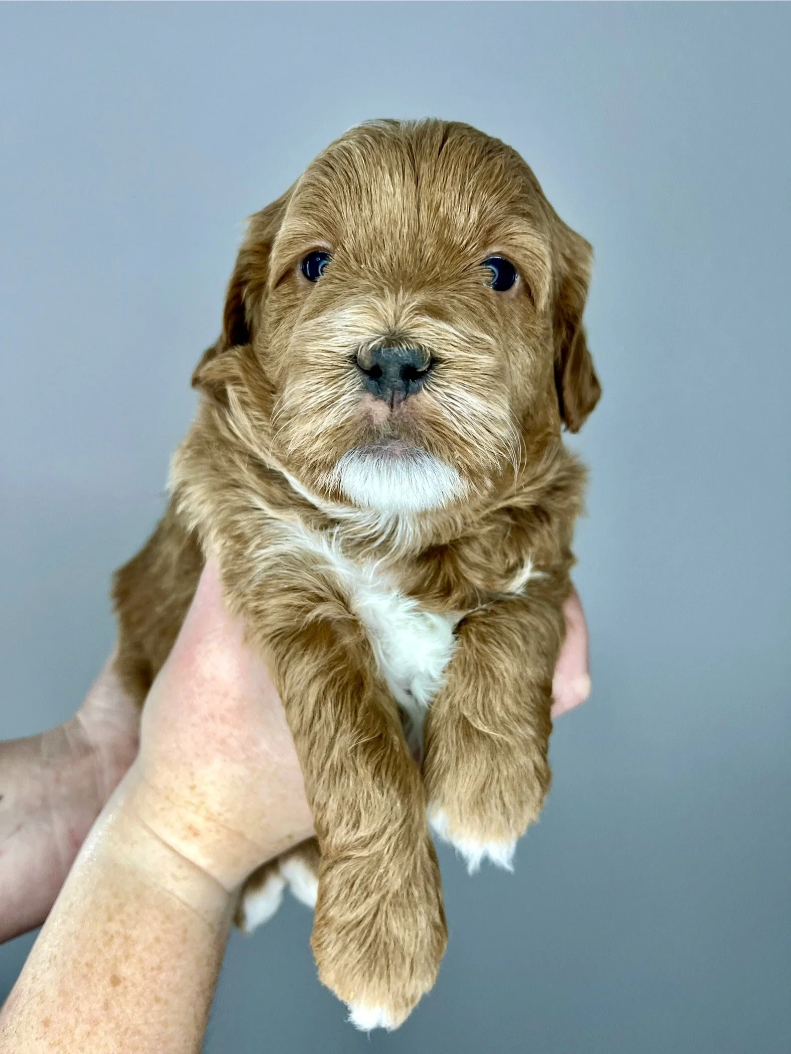 Blue Boy - 4 weeks old