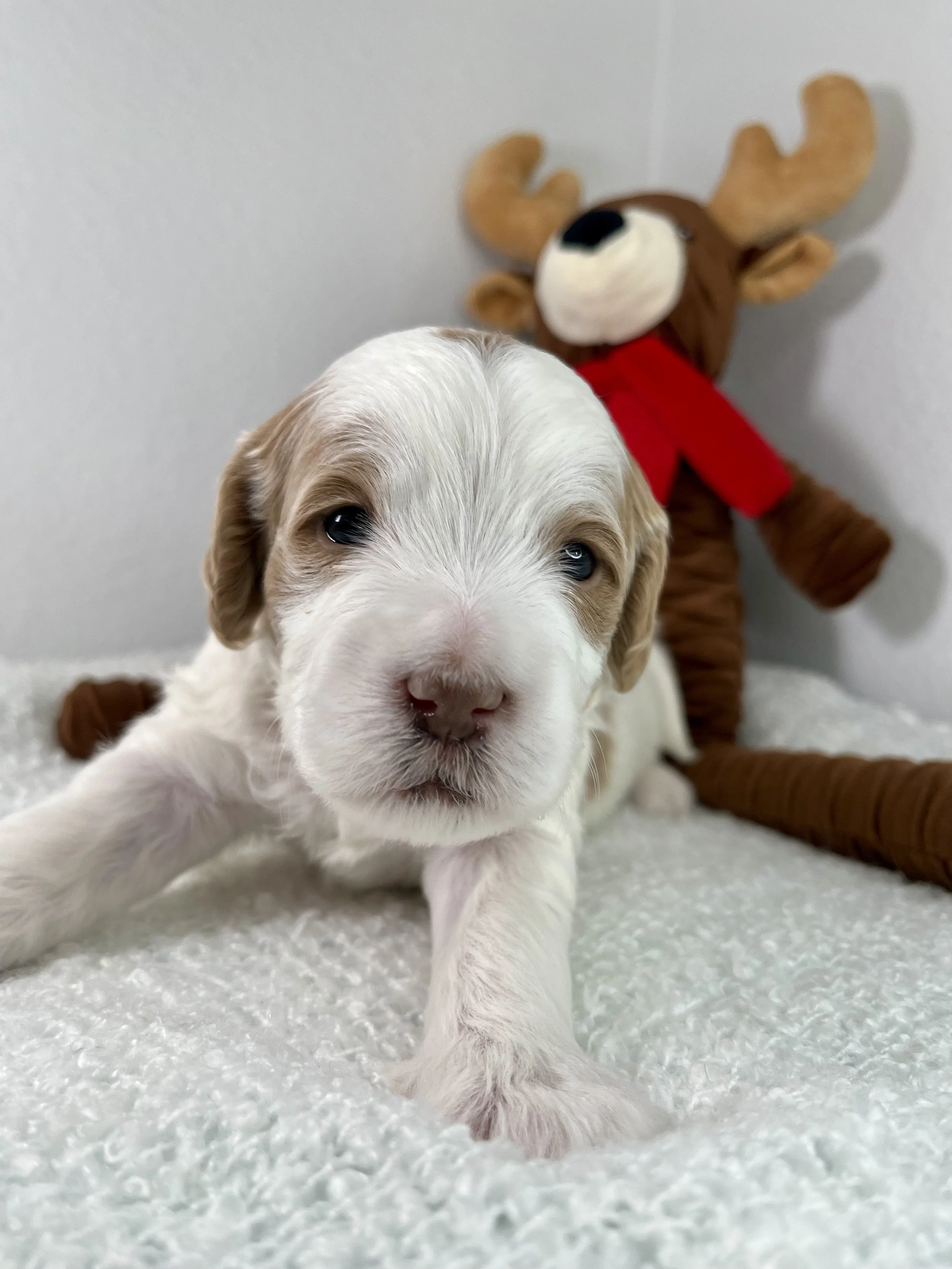 Gray Boy - 3 weeks old