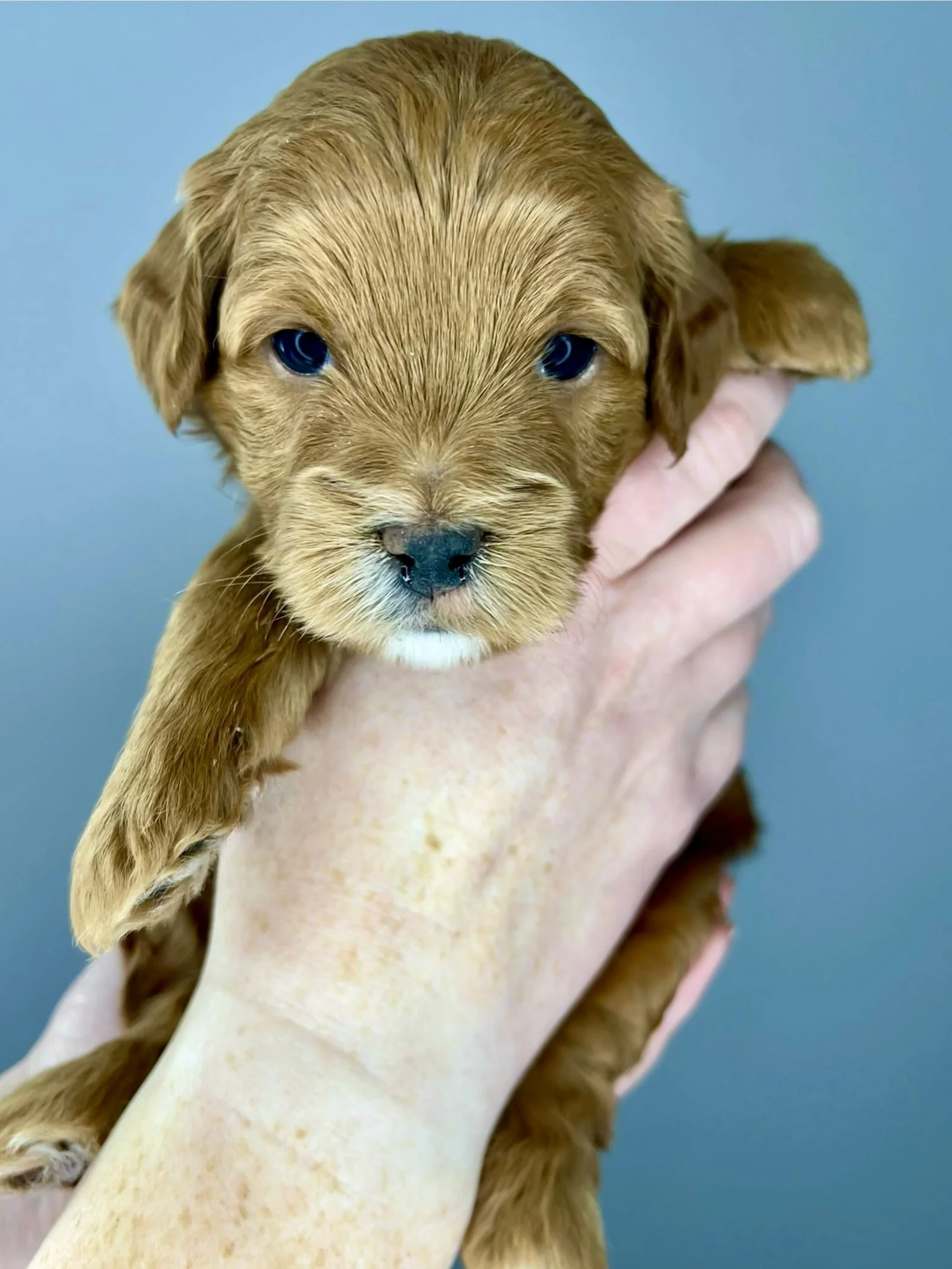 Black Boy - 4 weeks old