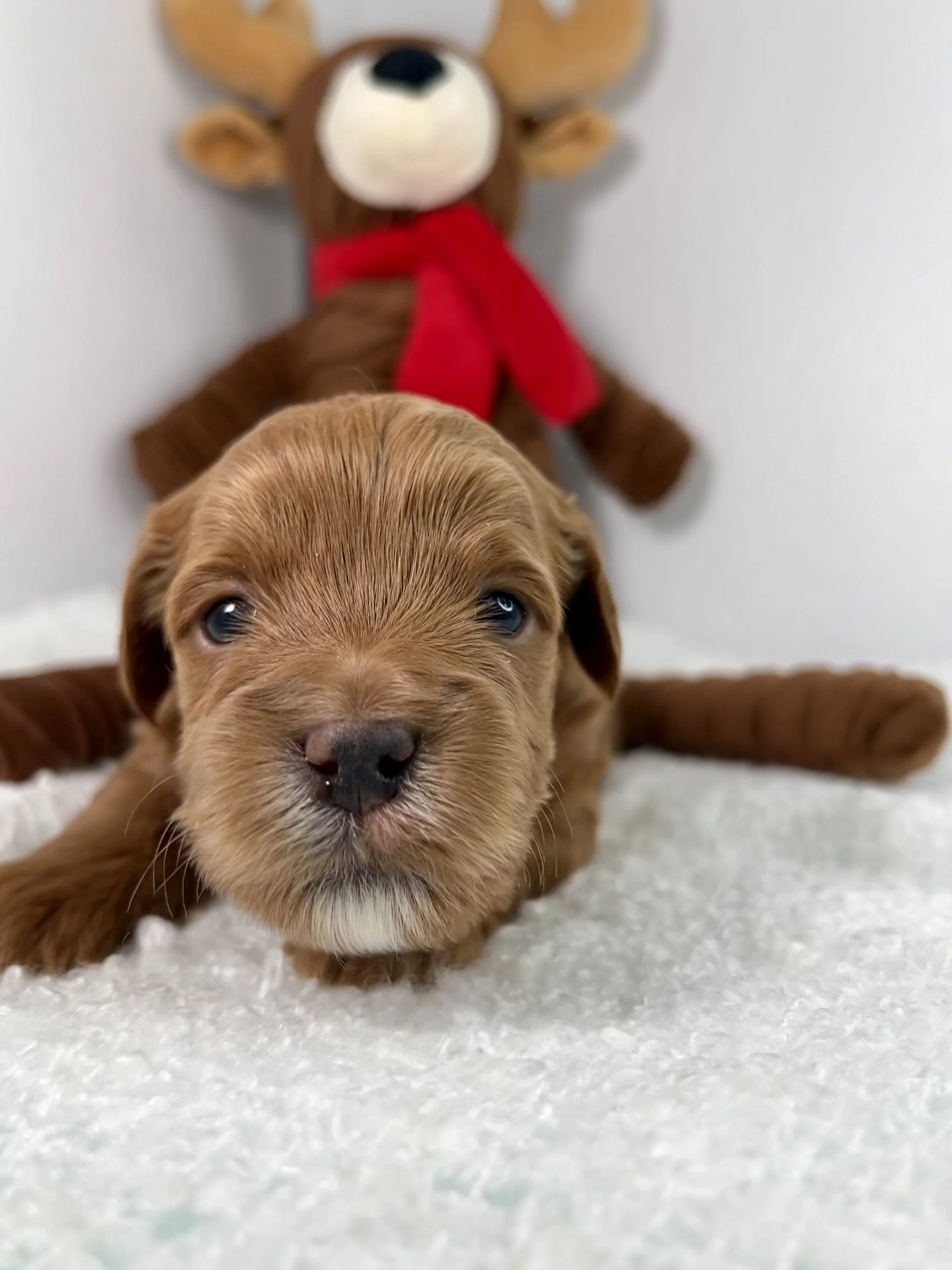 Black Boy - 3 weeks old