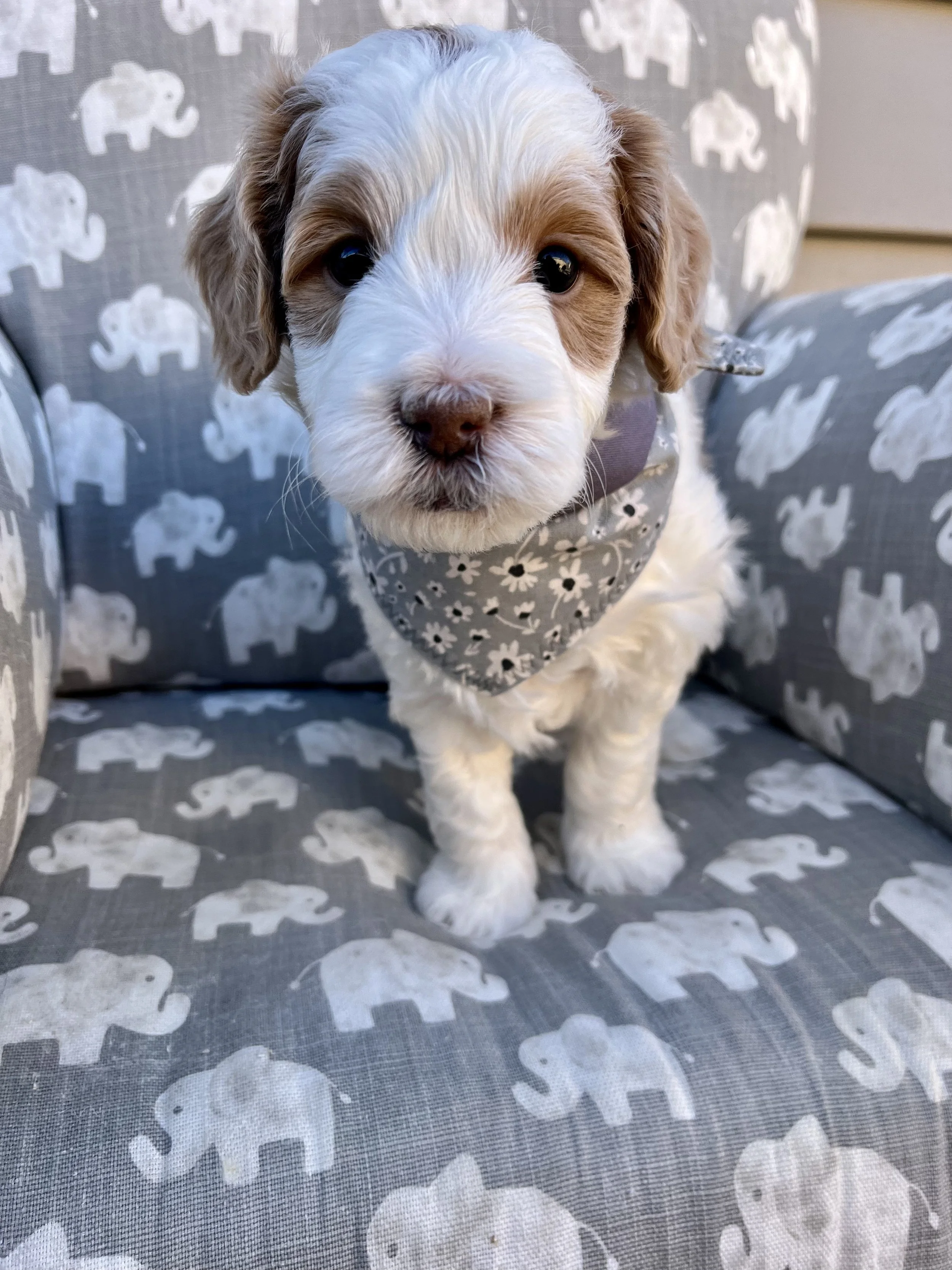 Gray Boy - 5 weeks old
