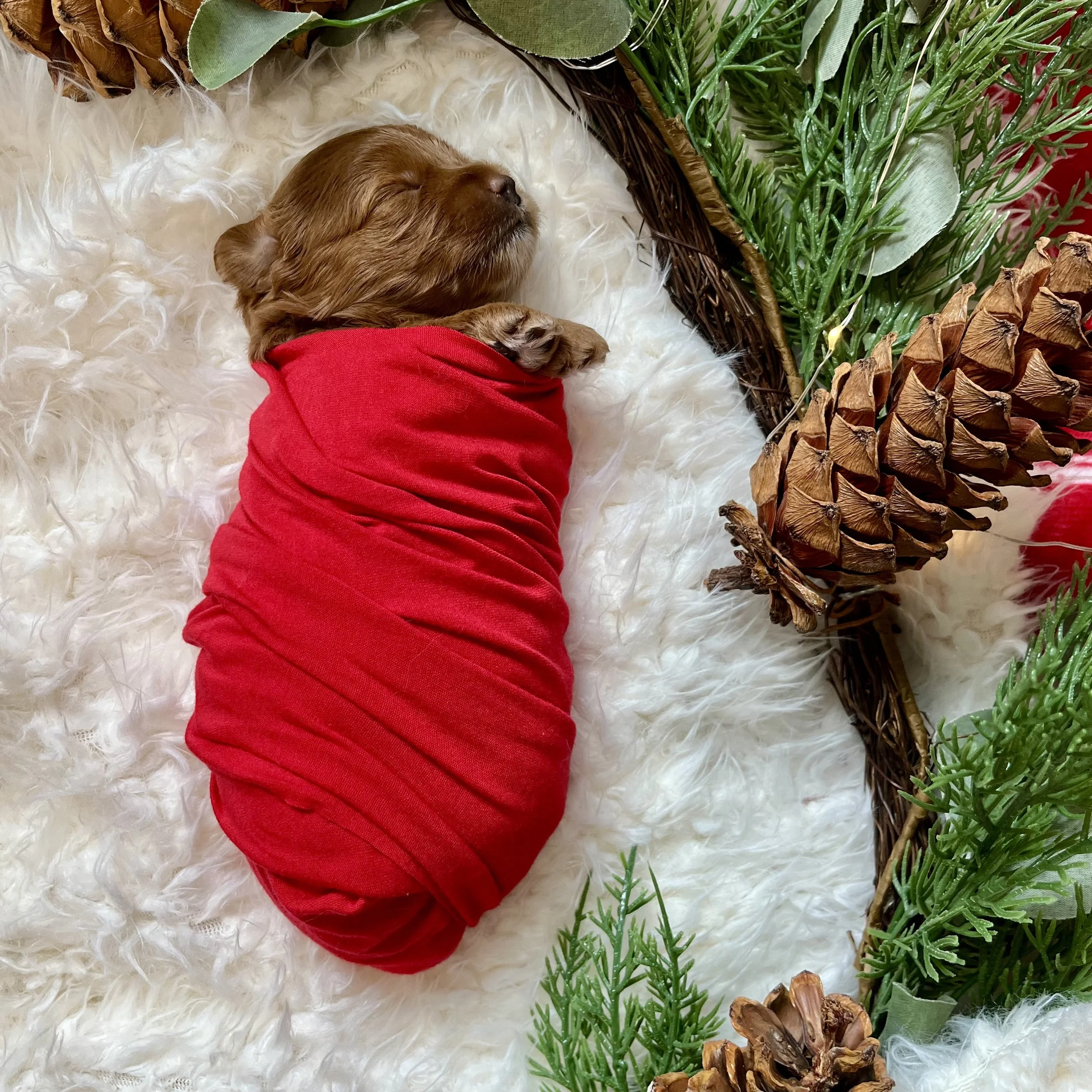 Red Girl - 2.5 weeks old