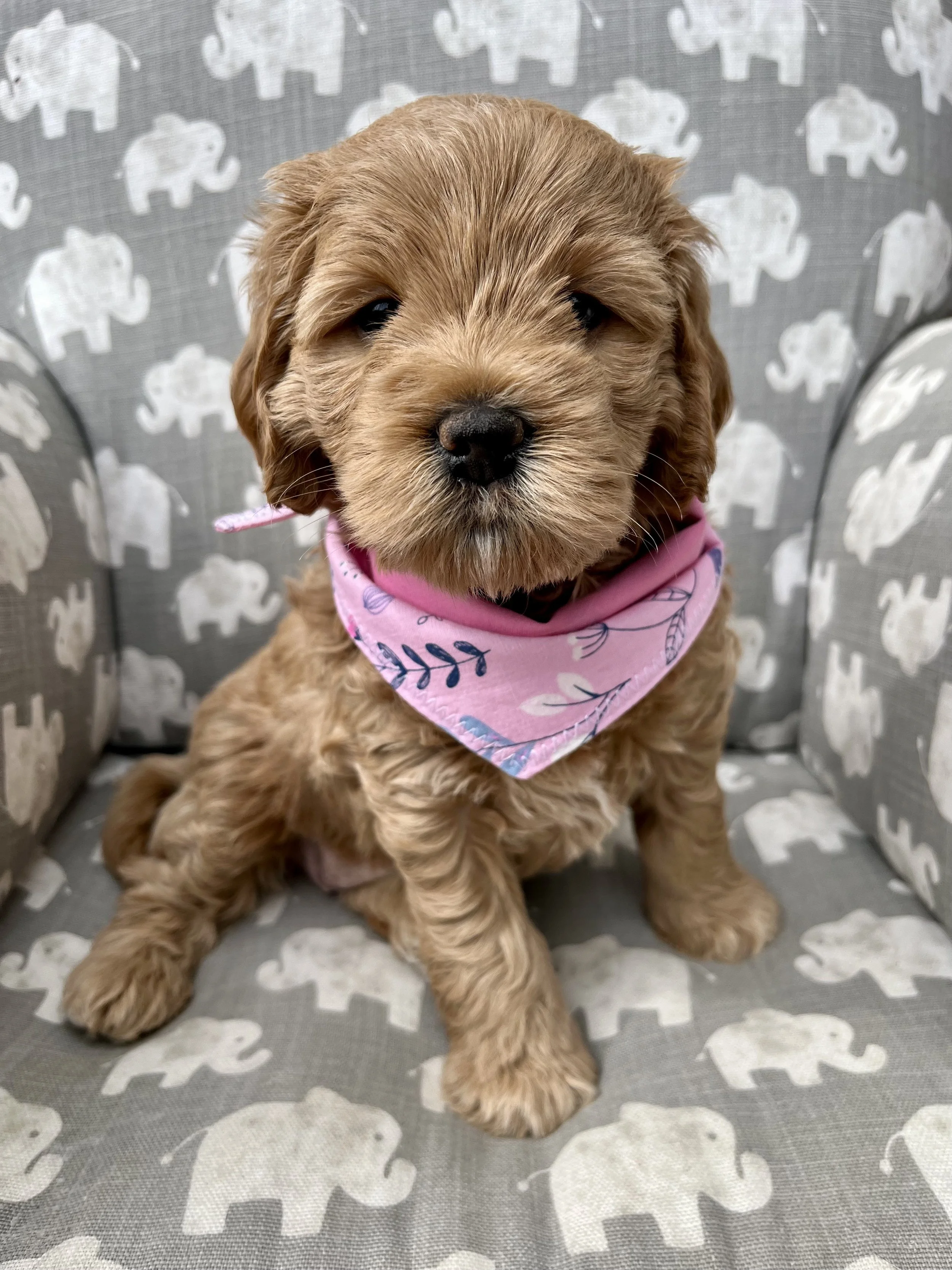 Pink Girl - 5 Weeks Old