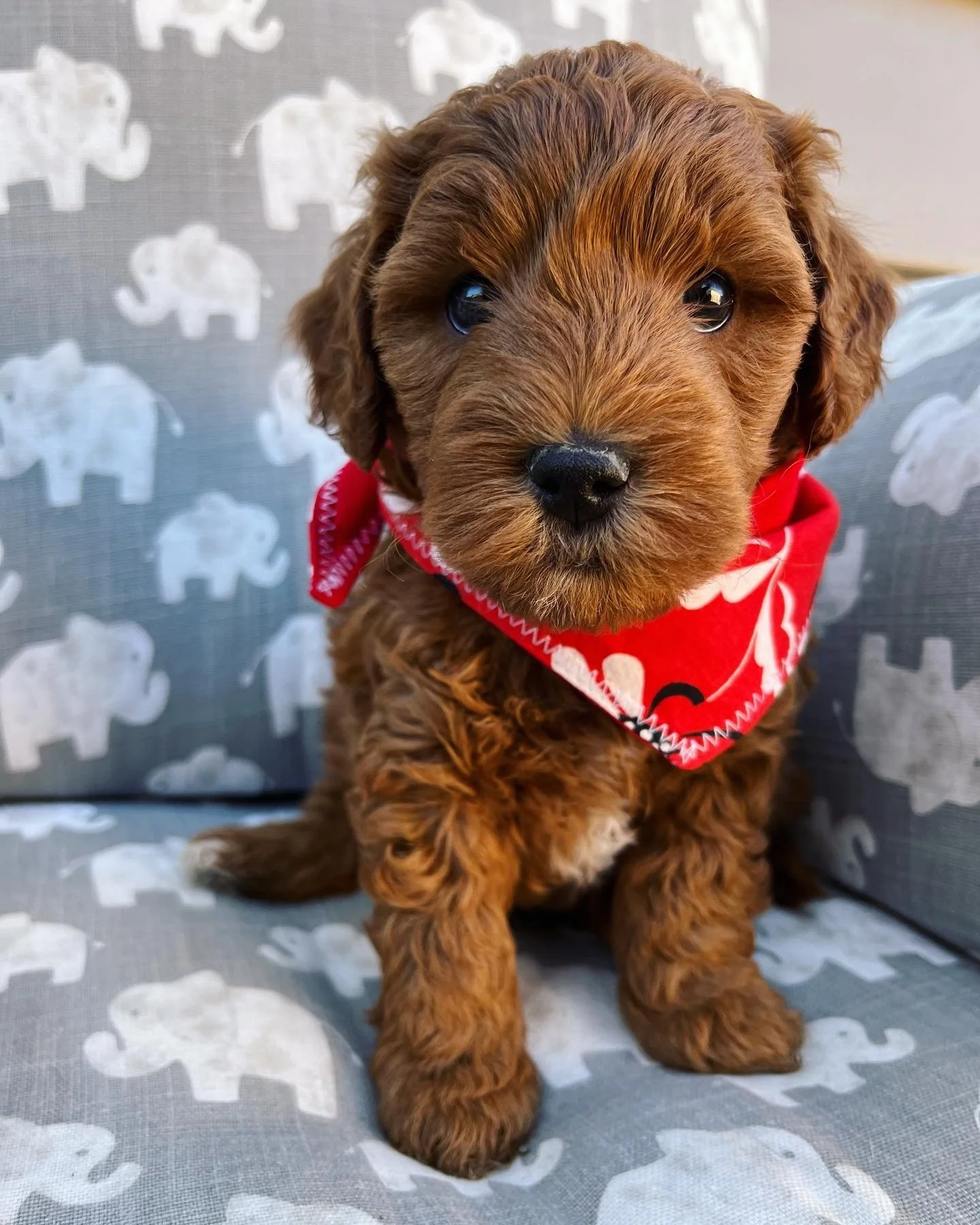 Red Boy - 5 Weeks Old