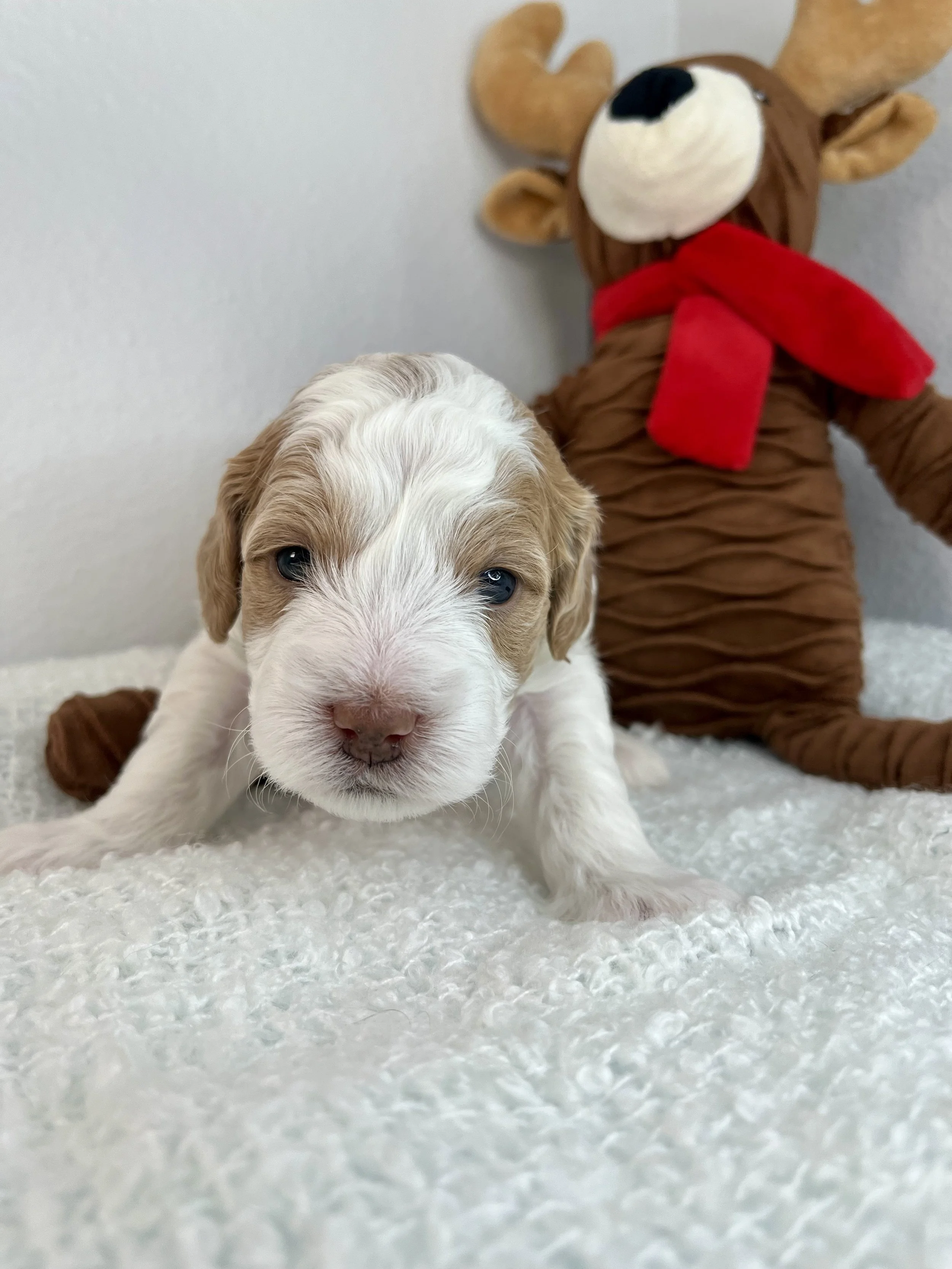 Tan Boy - 3 weeks old