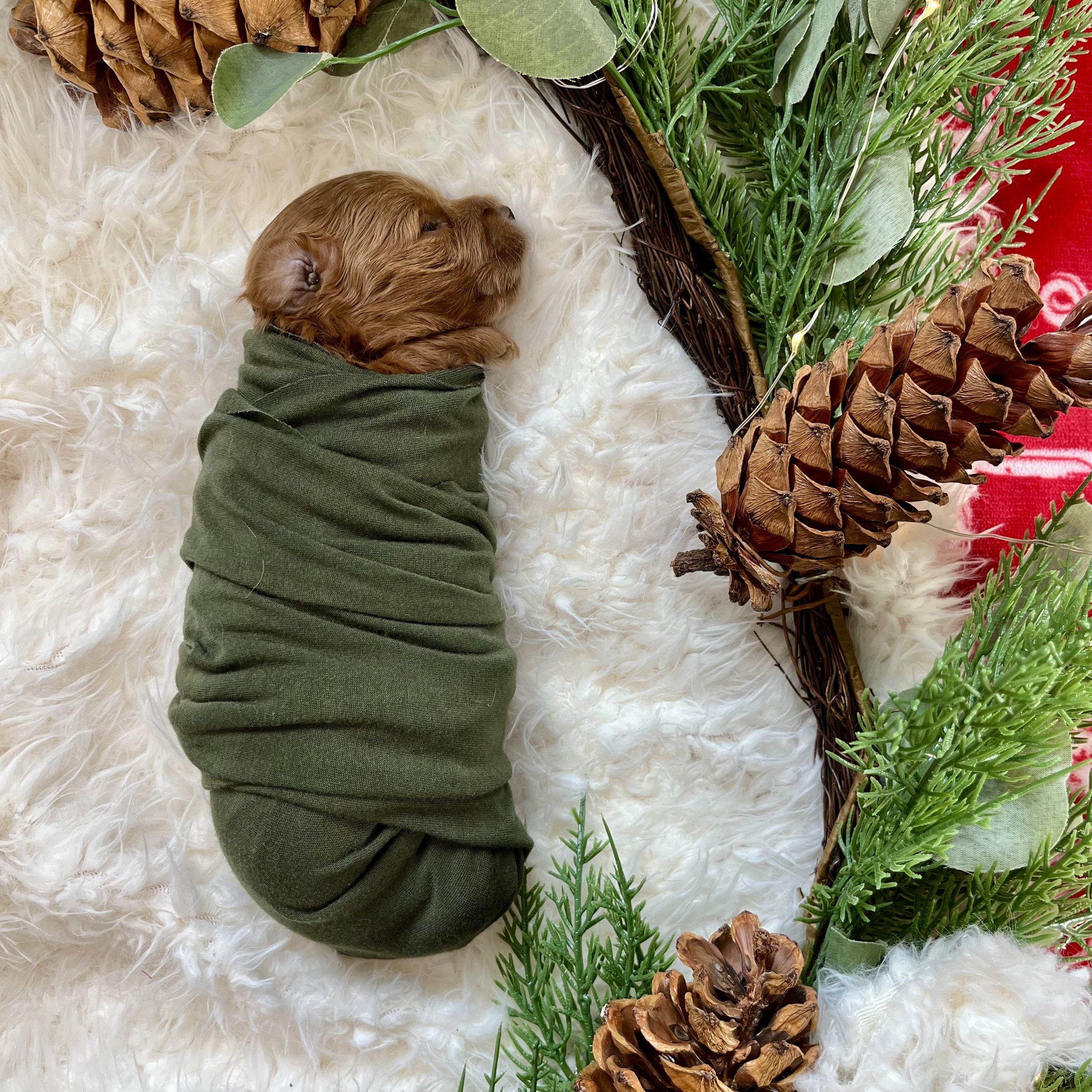 Black Boy - 2.5 weeks old