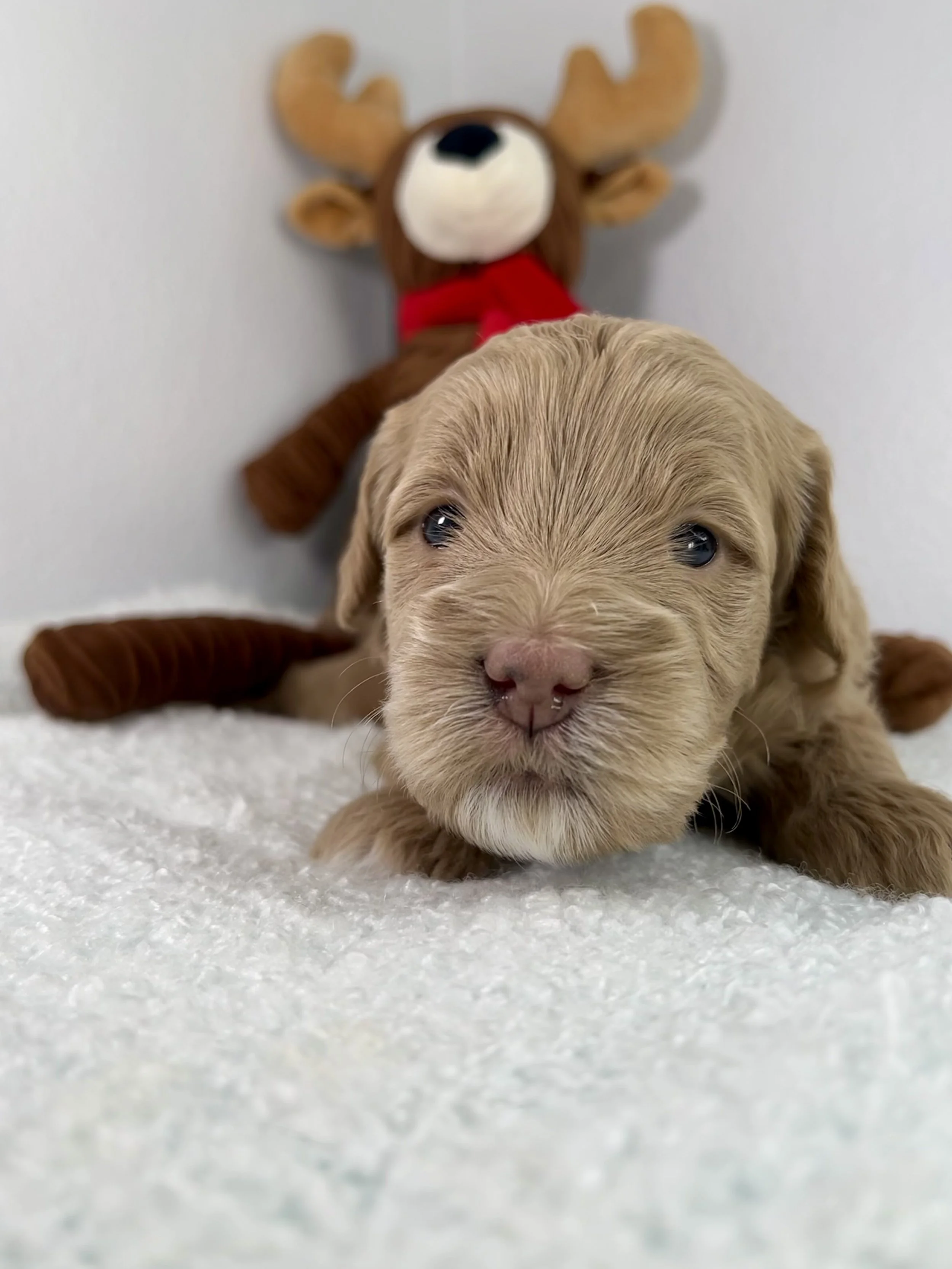 Orange Girl - 3 weeks old