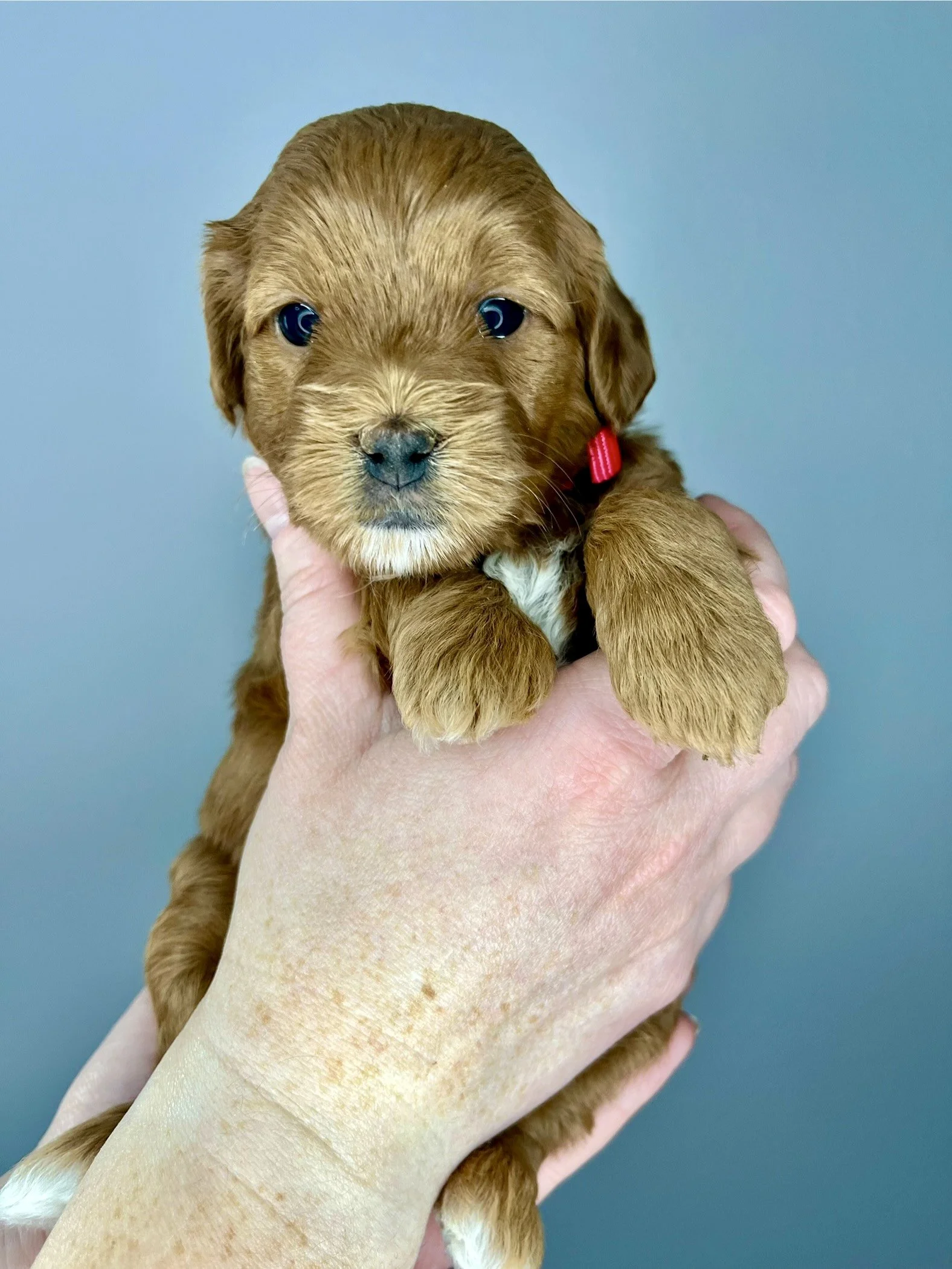 Red Girl - 4 weeks old