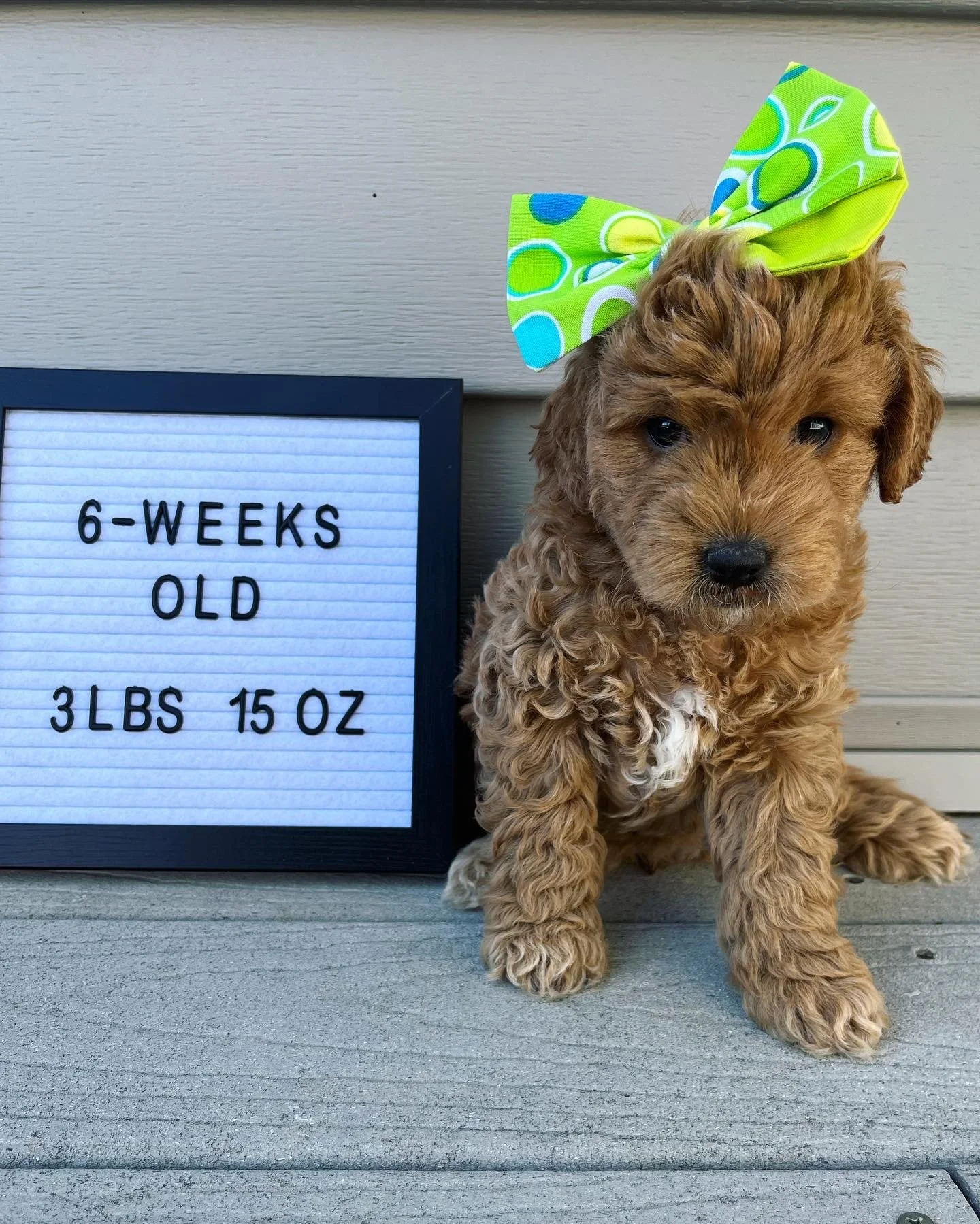 Green Girl - 6 Weeks Old