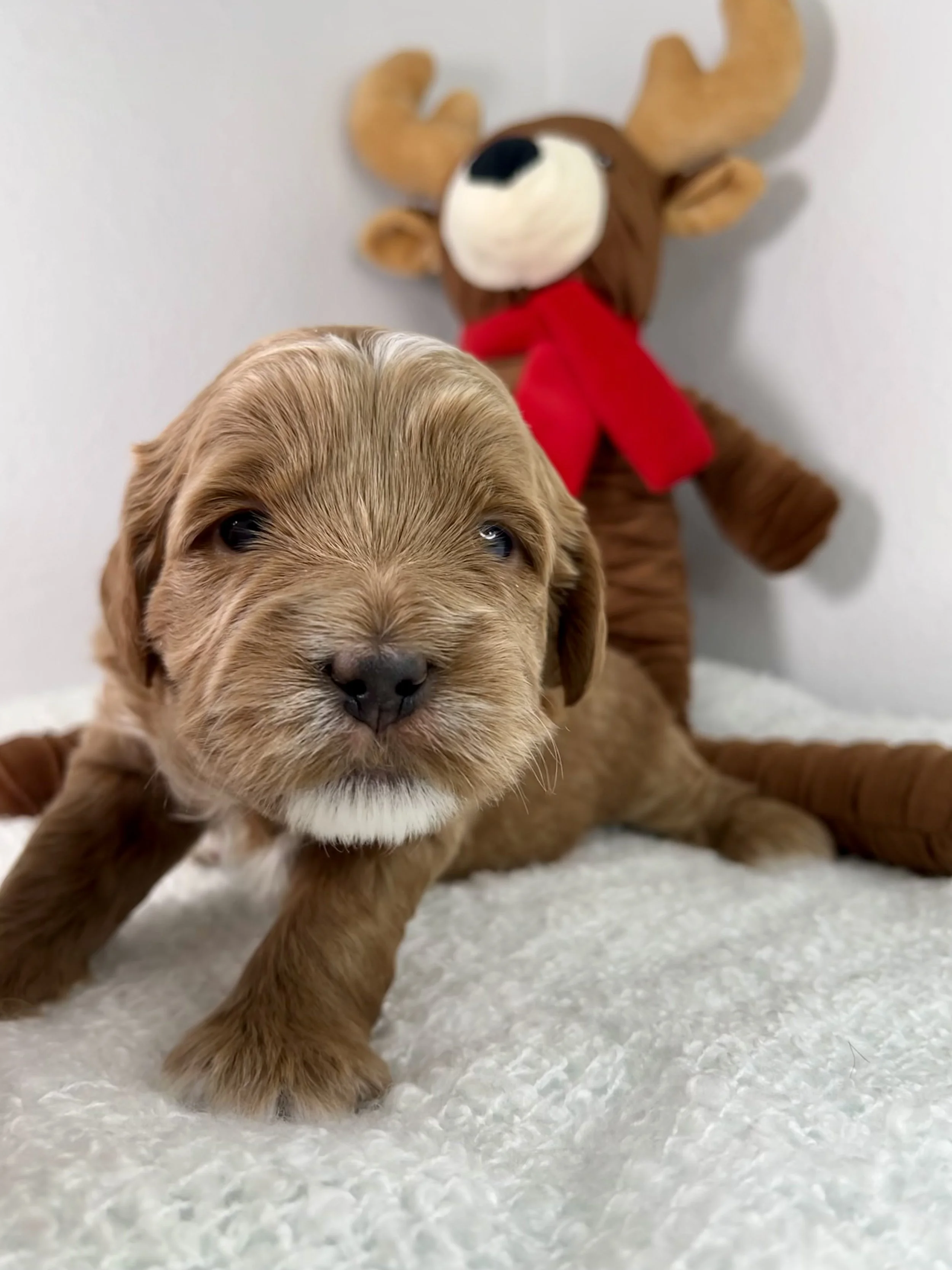 Blue Boy - 3 weeks old