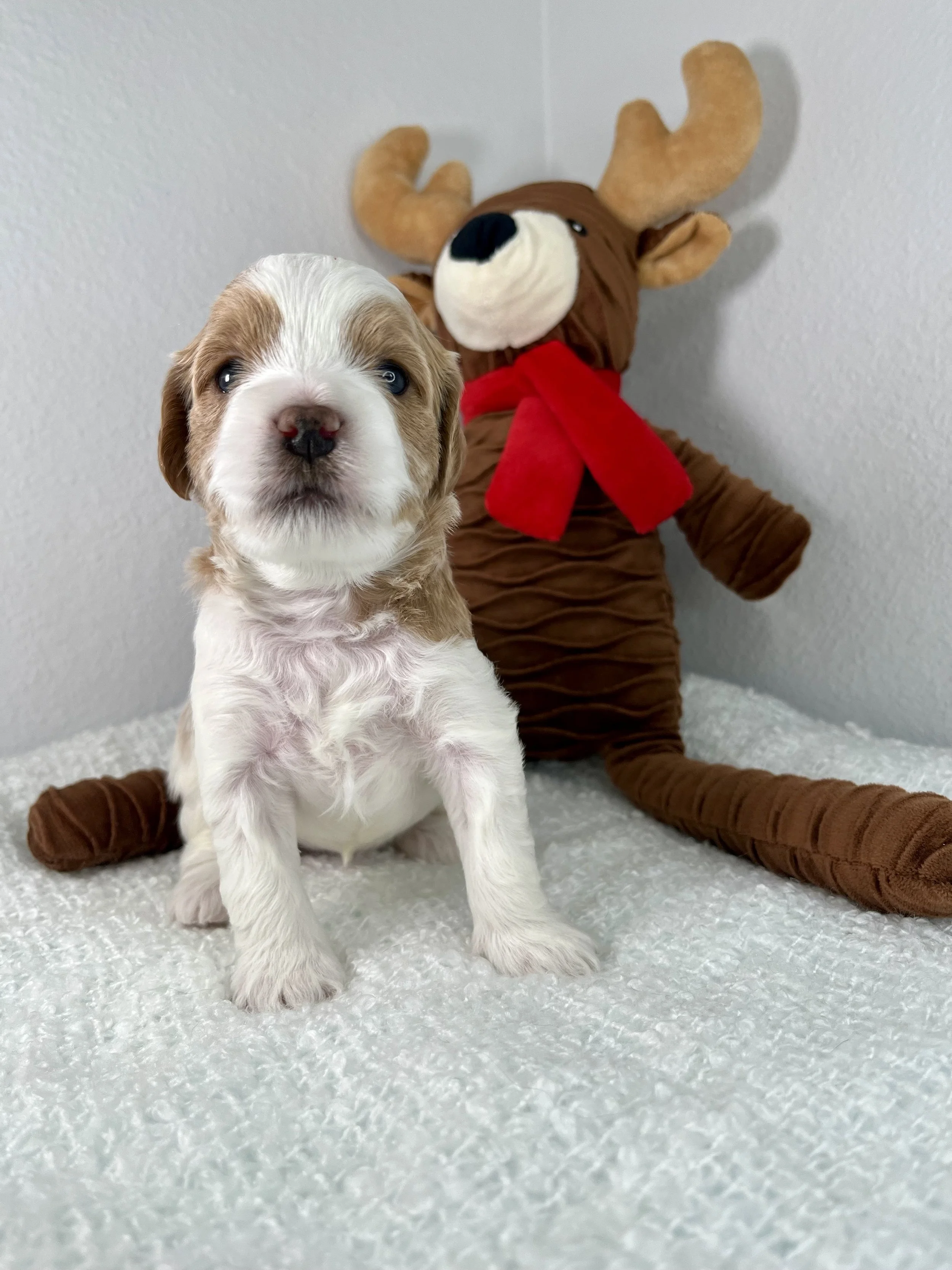 Yellow Girl - 3 weeks old