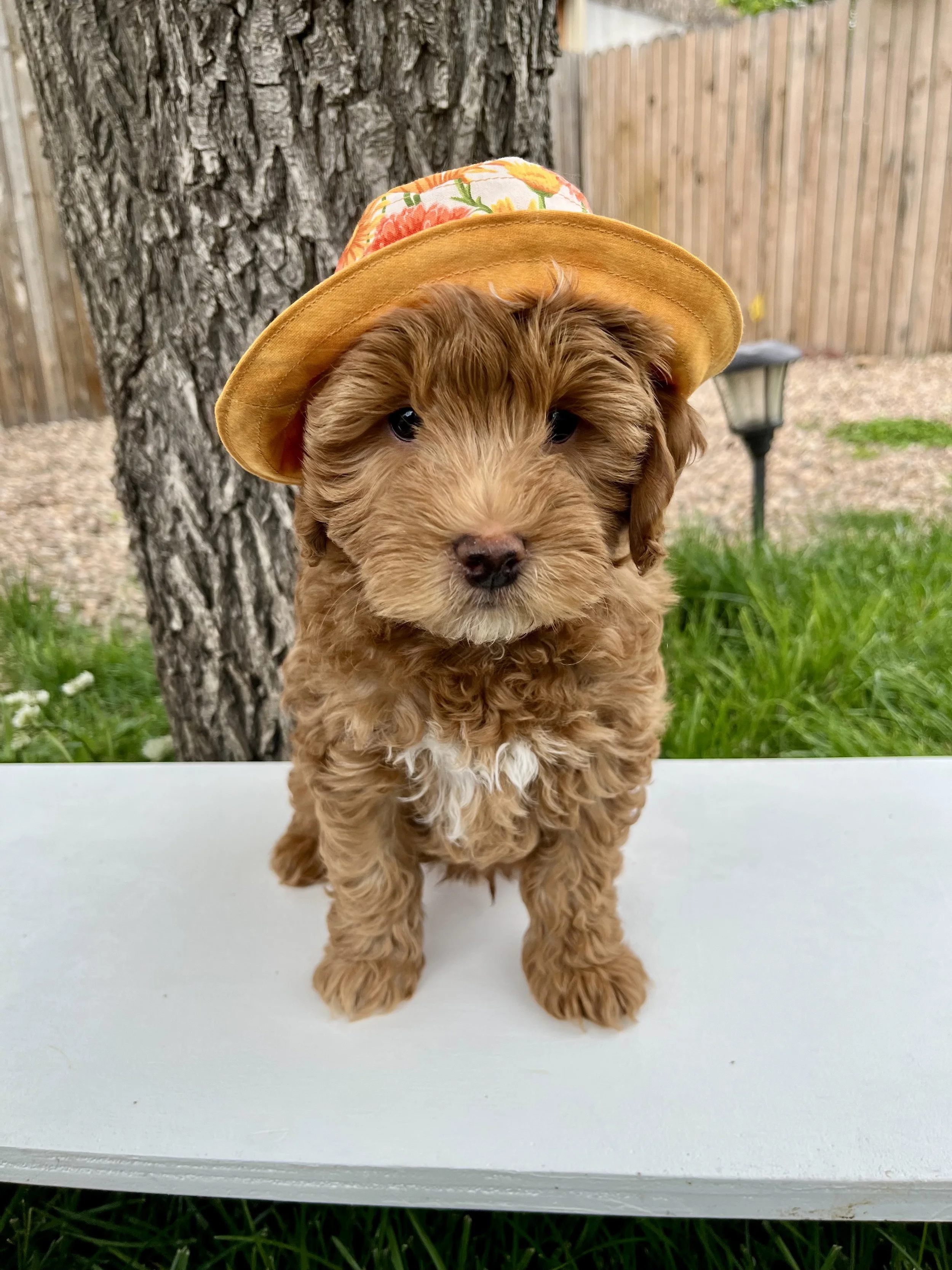 Orange Boy - 8 Weeks Old
