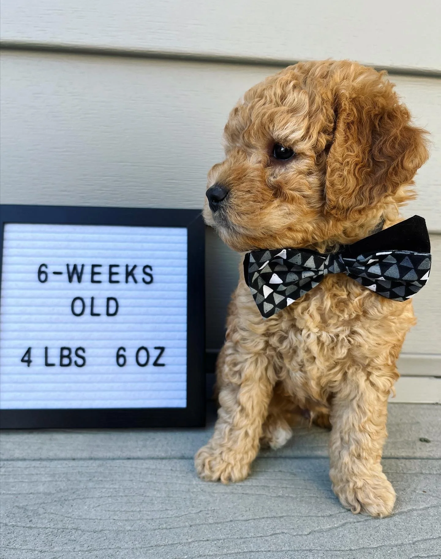 Black Boy - 6 Weeks Old