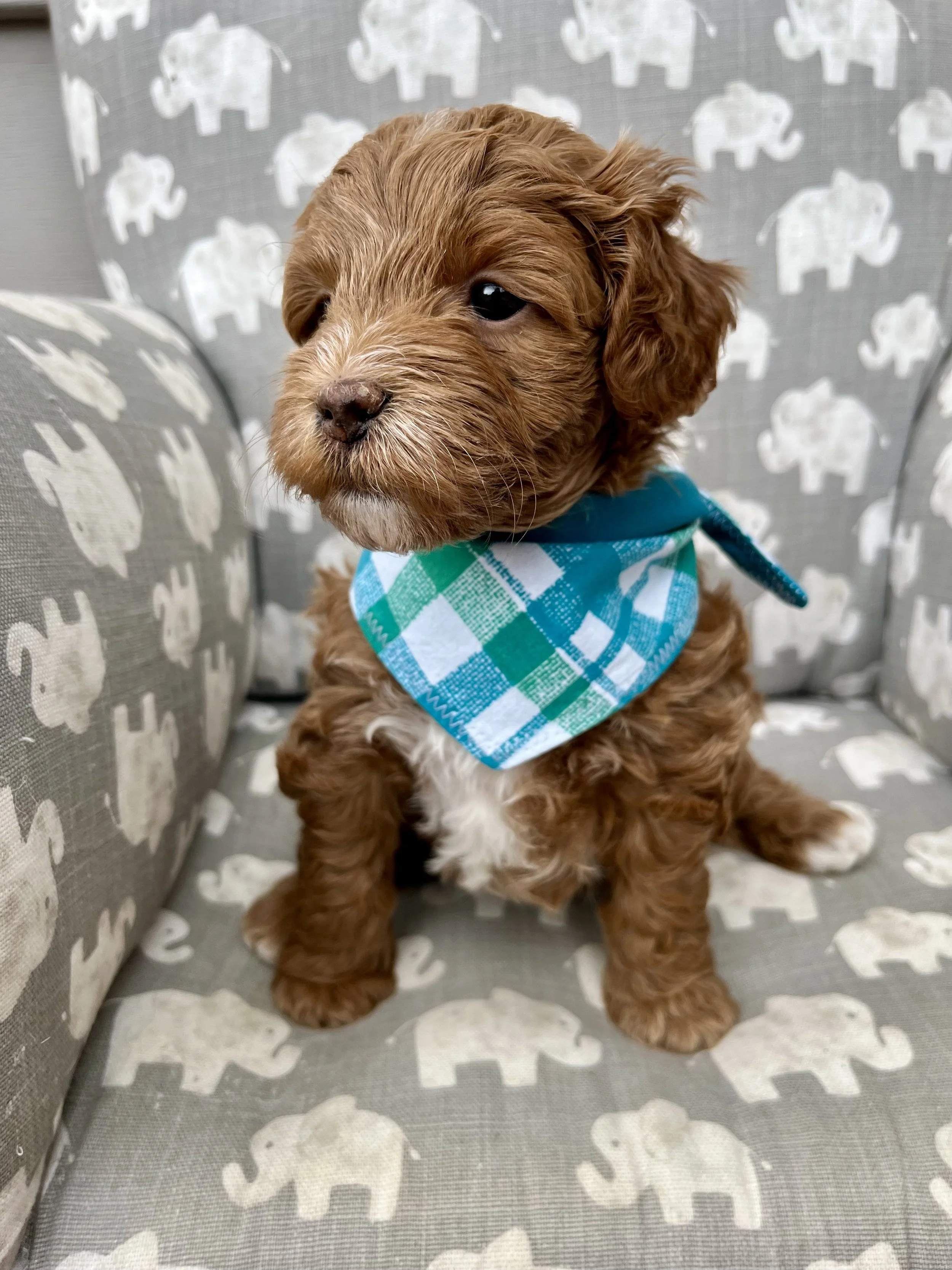 Blue Girl - 5 Weeks Old