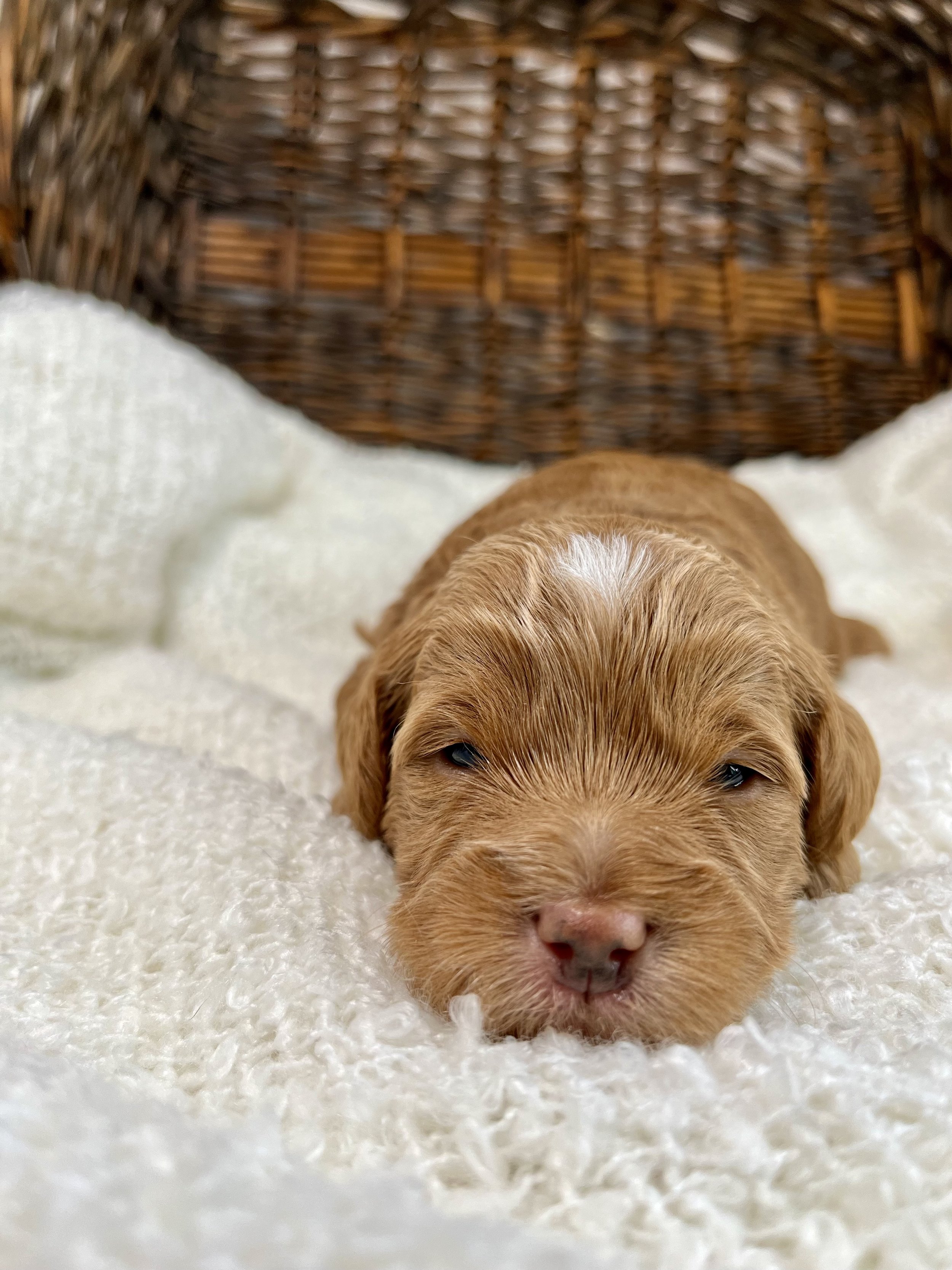Orange Boy - 2 Weeks Old