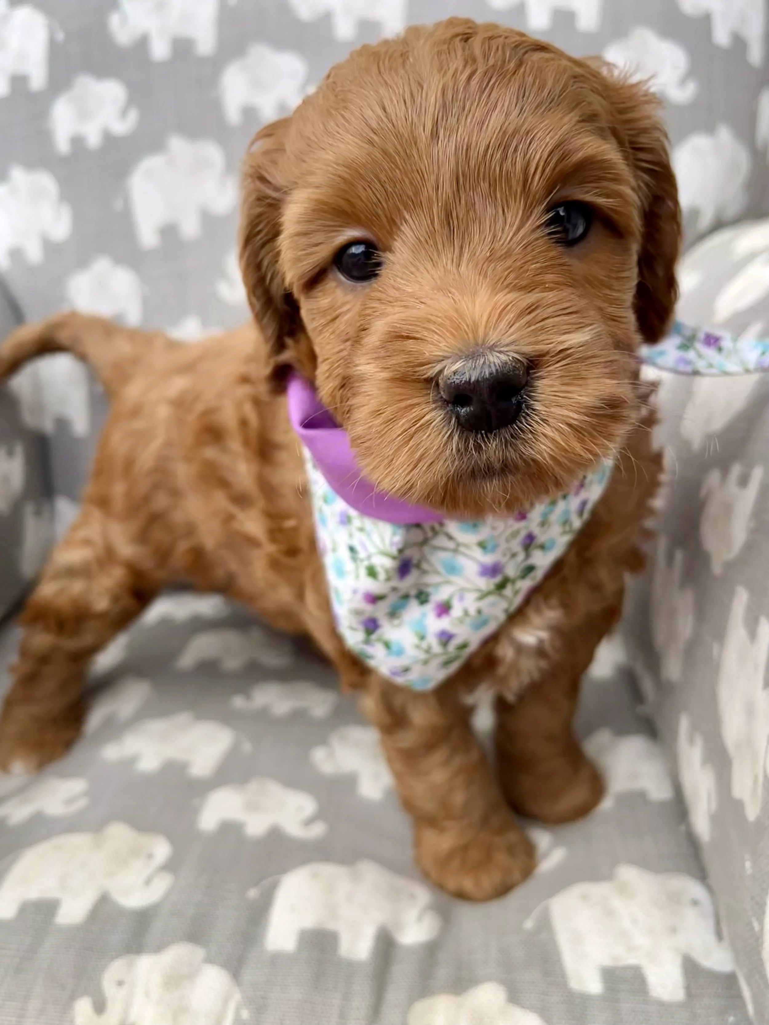 Purple Girl - 5 Weeks Old