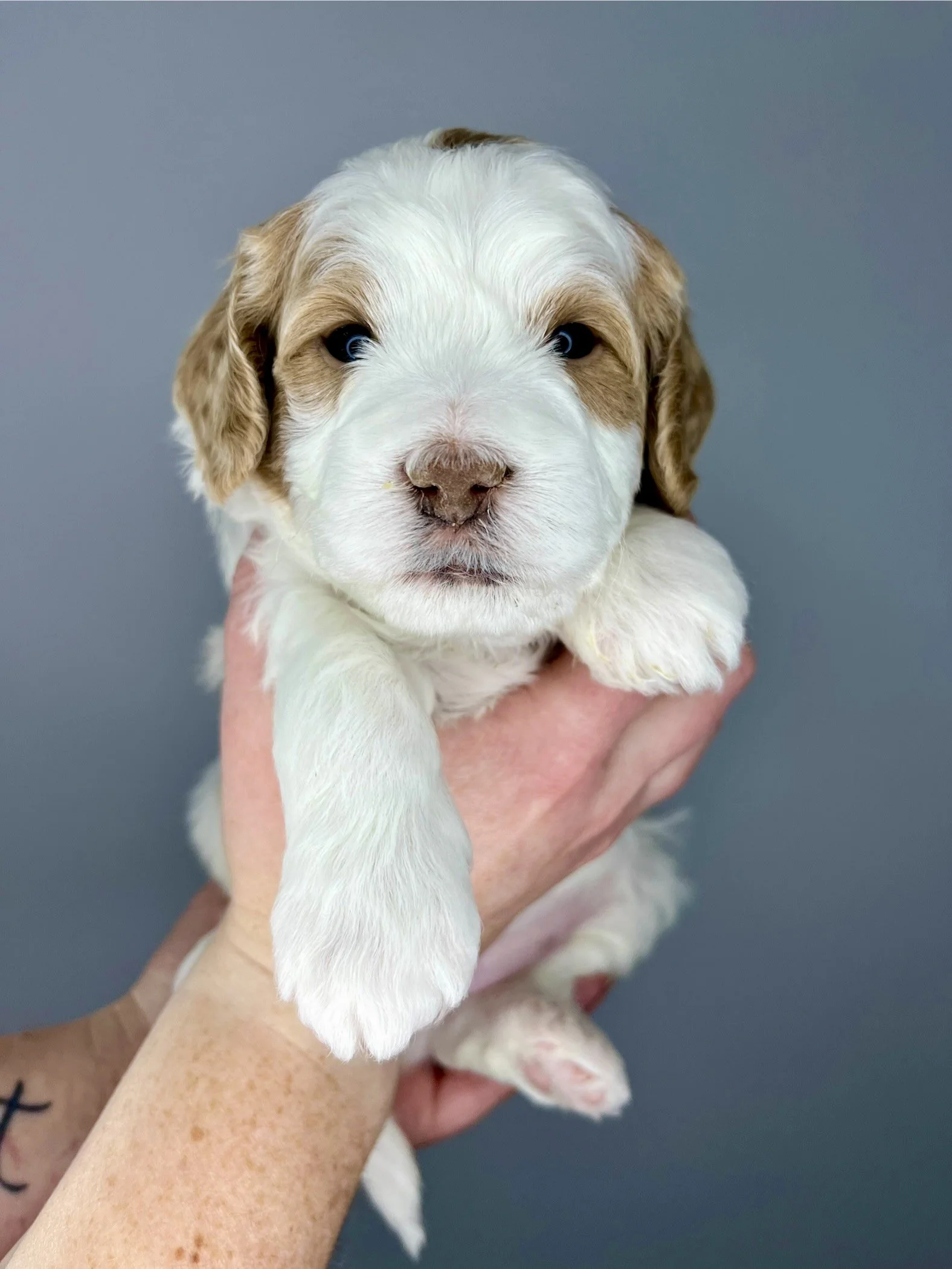 Gray Boy - 4 weeks old