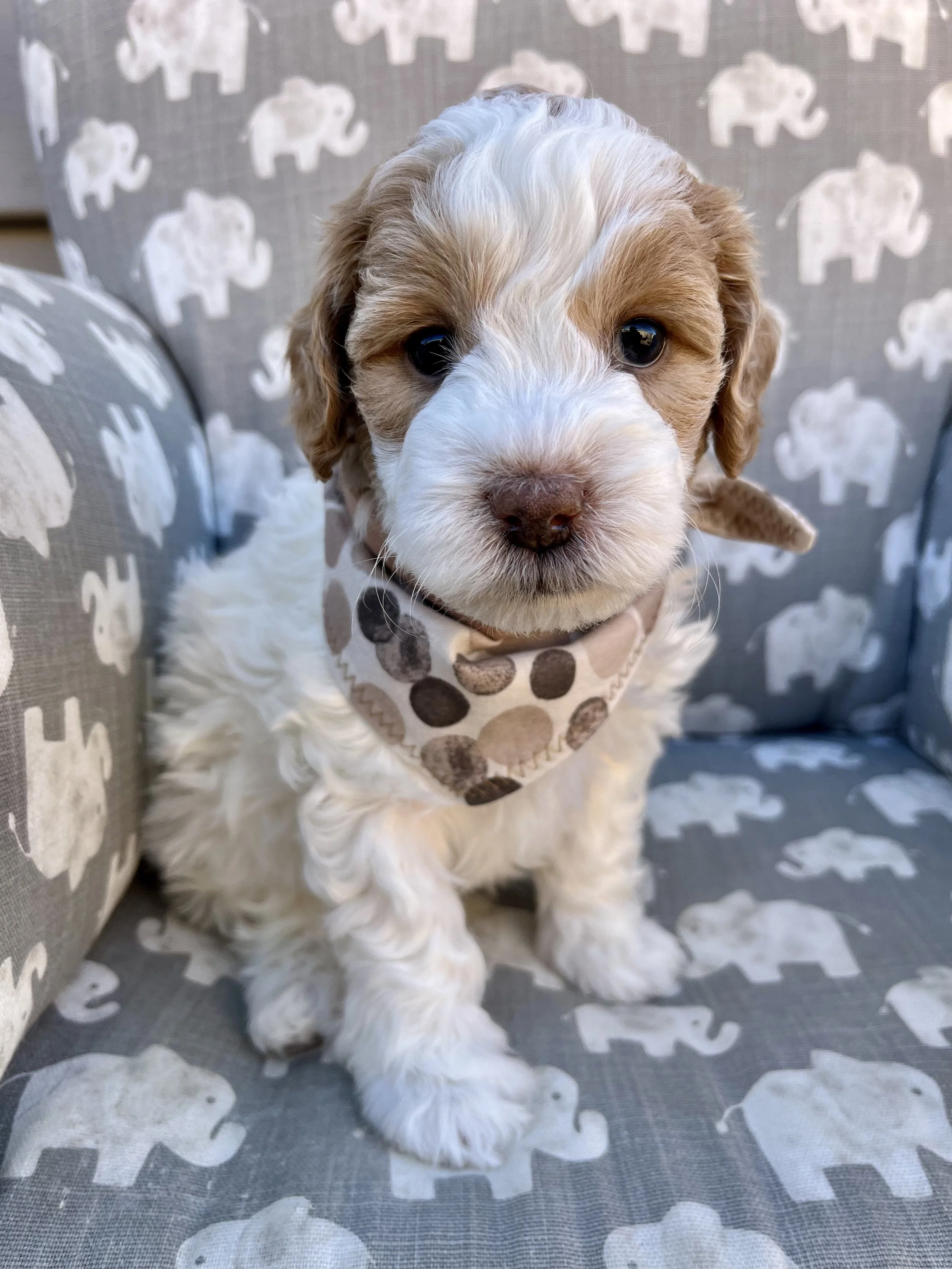 Tan Boy - 5 weeks old