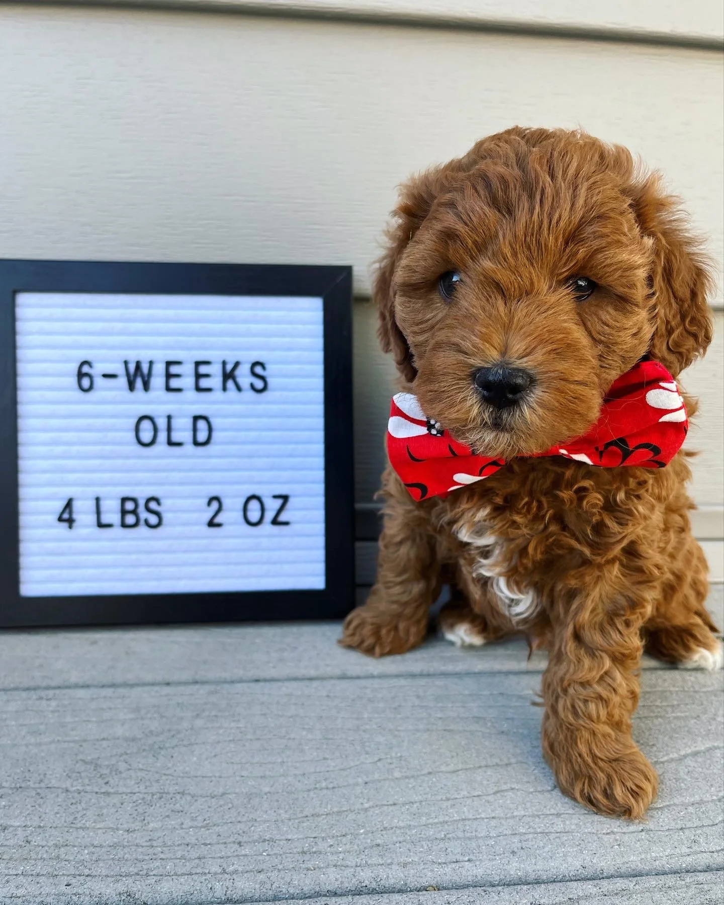 Red Boy - 6 Weeks Old