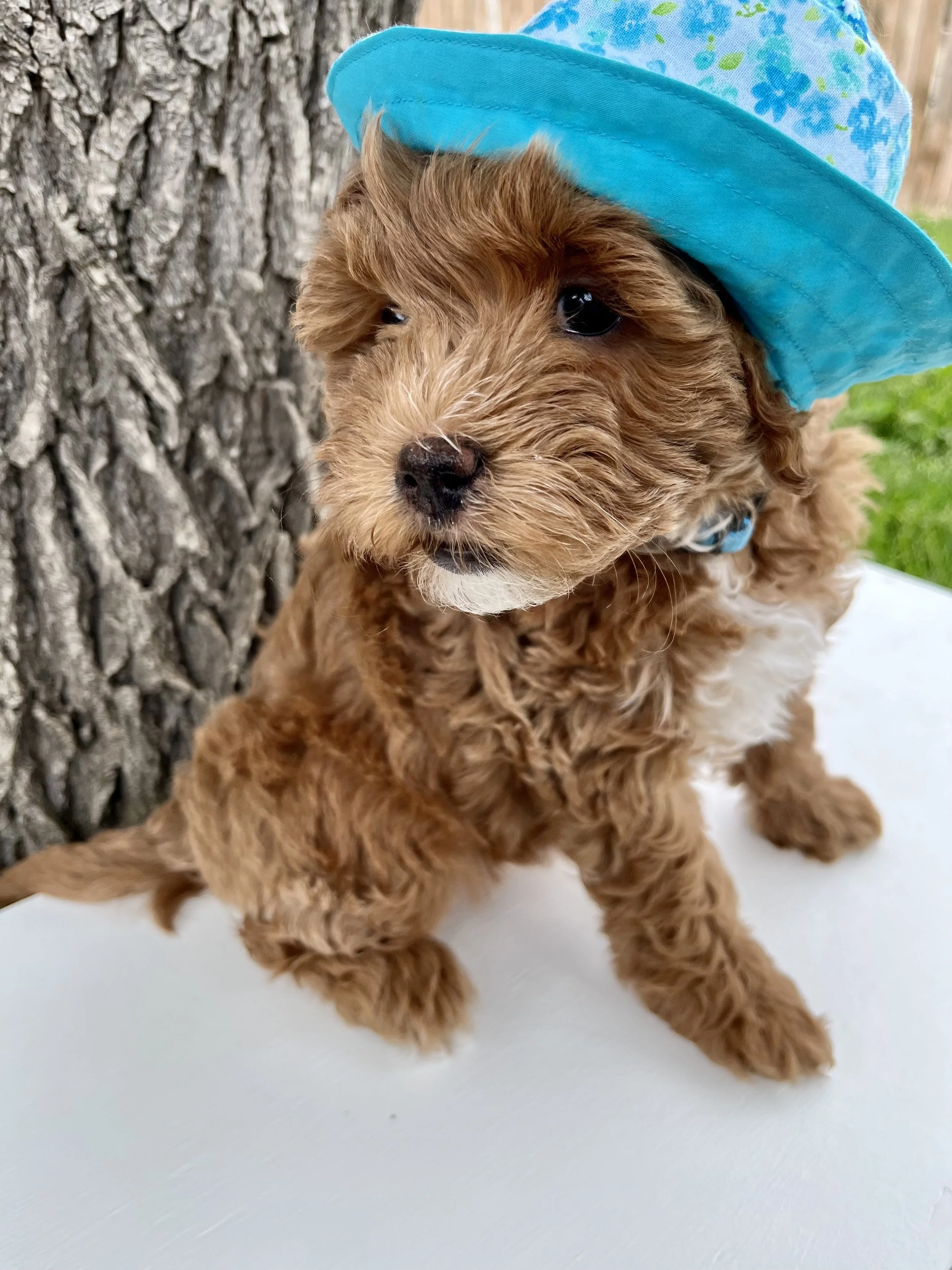 Blue Girl - 8 Weeks Old