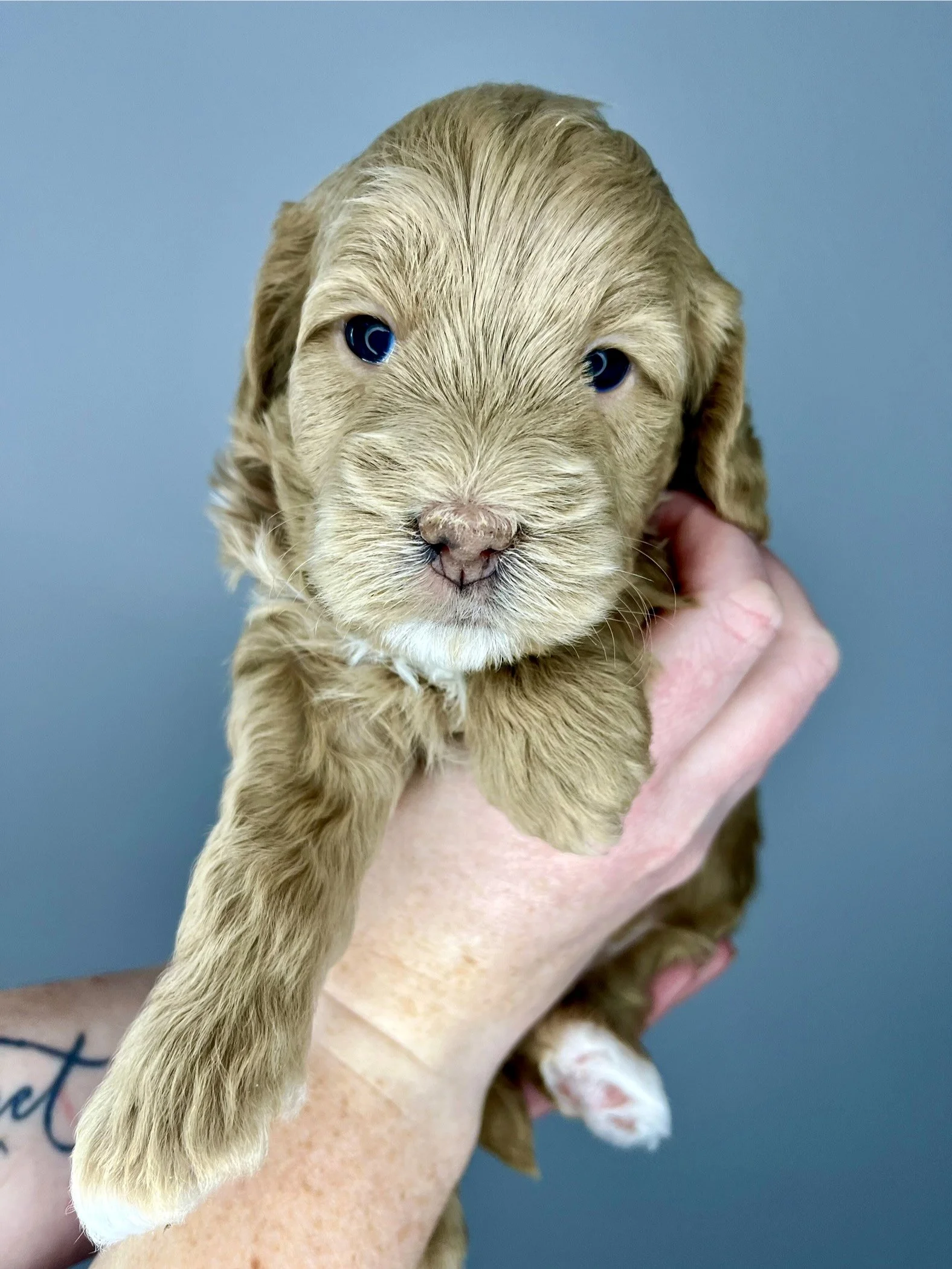Orange Girl - 4 weeks old