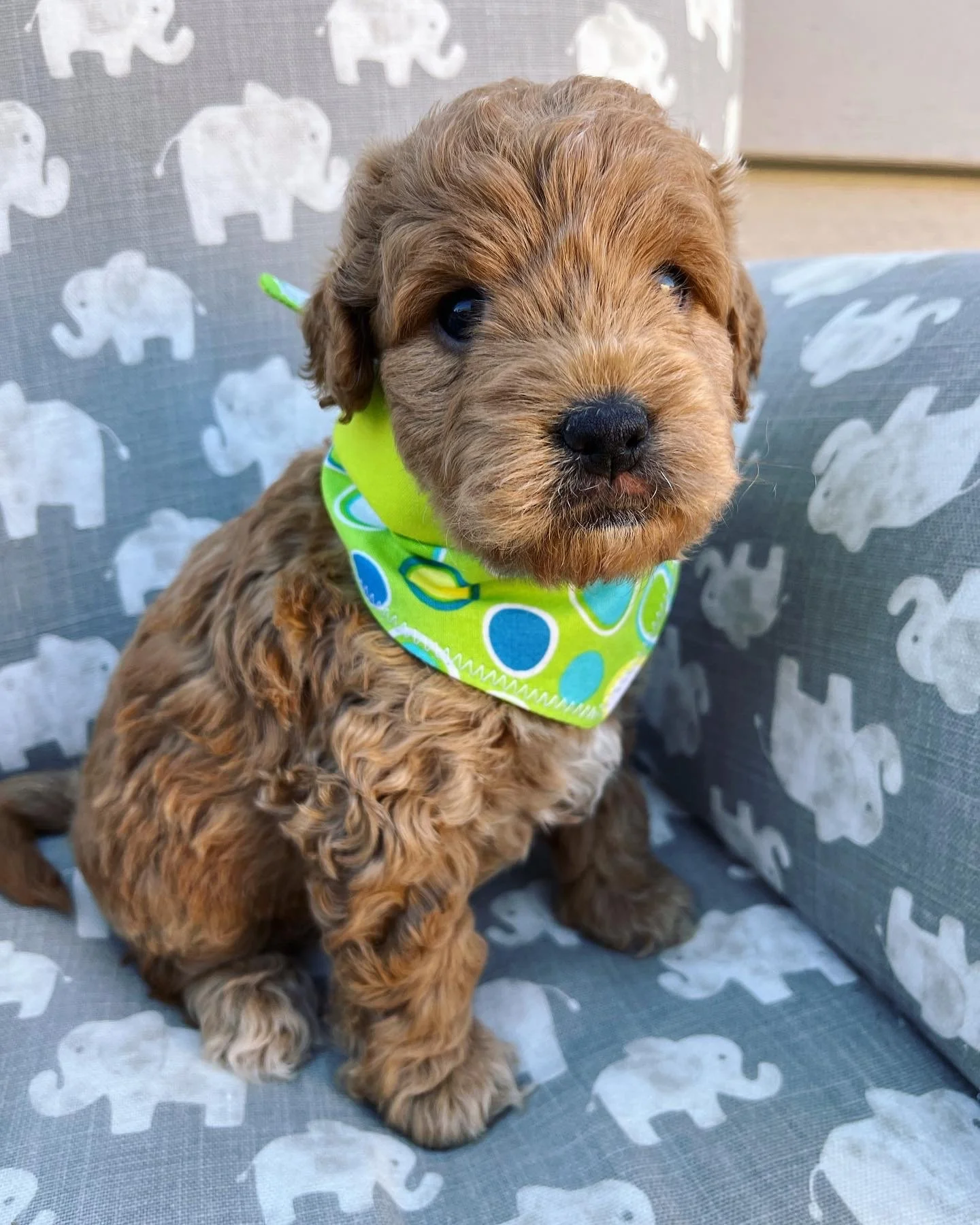 Green Girl - 5 Weeks Old