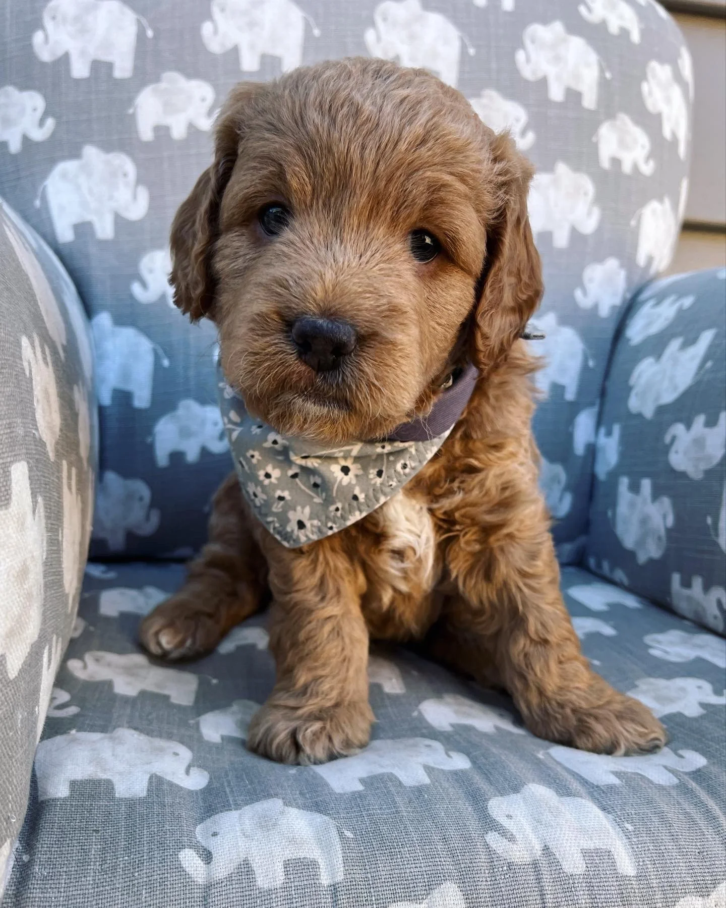Grey Boy - 5 Weeks Old