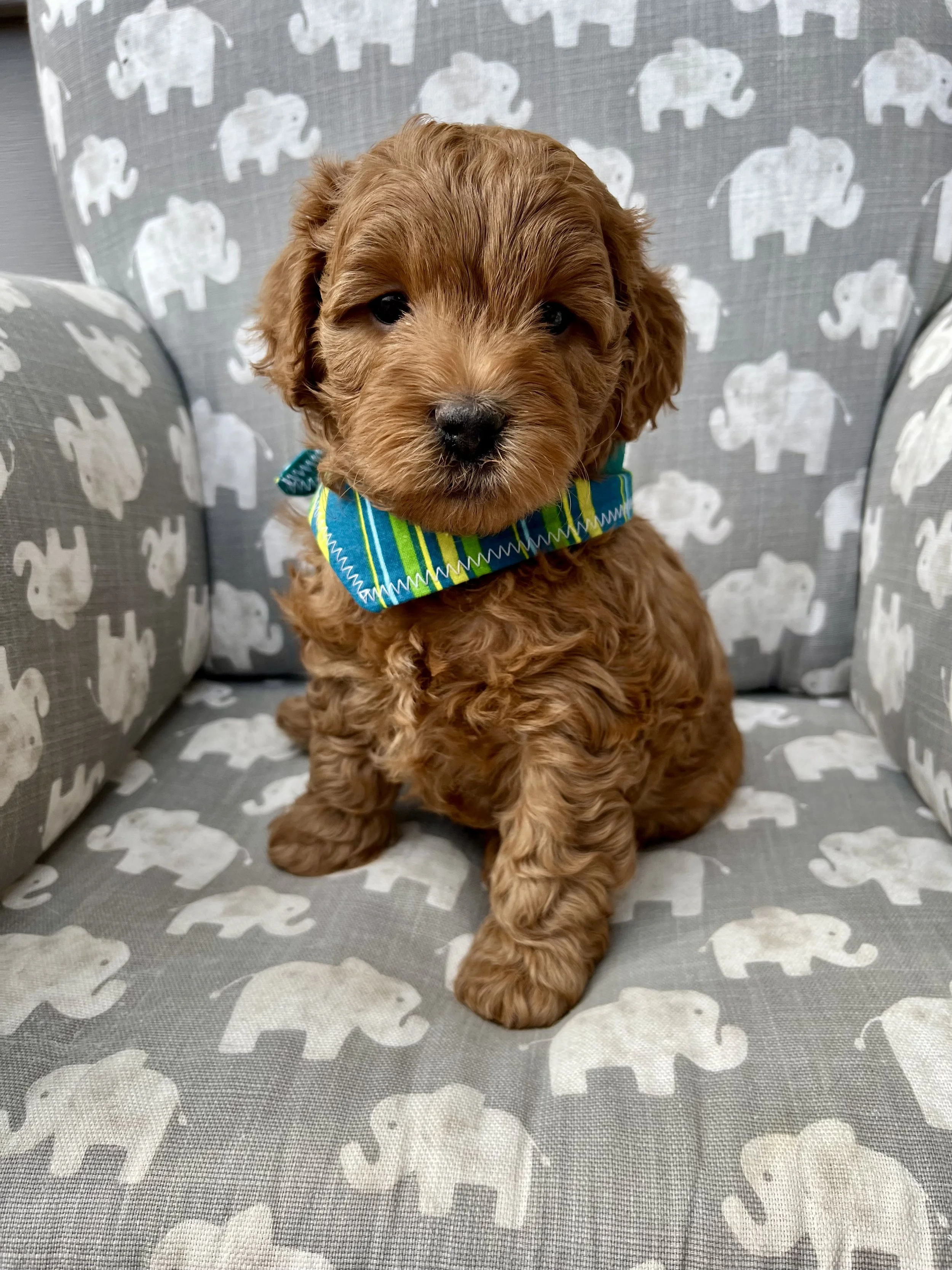 Green Boy - 5 Weeks Old