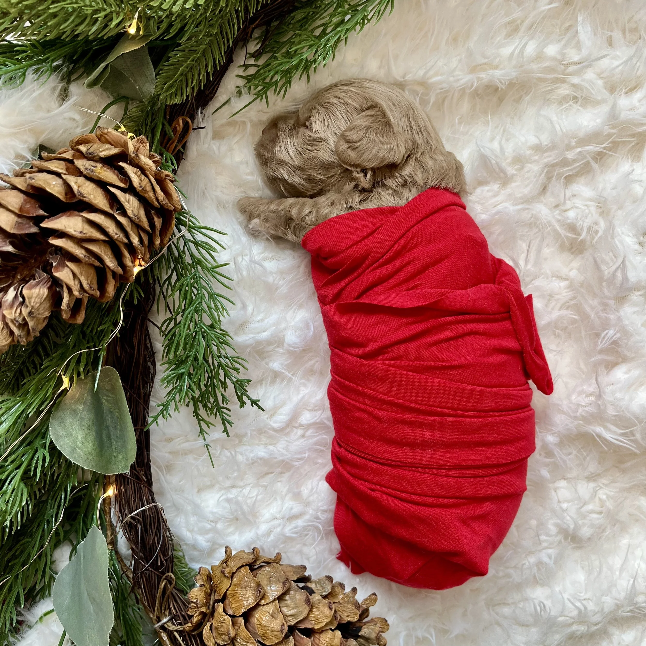 Orange Girl - 2.5 weeks old