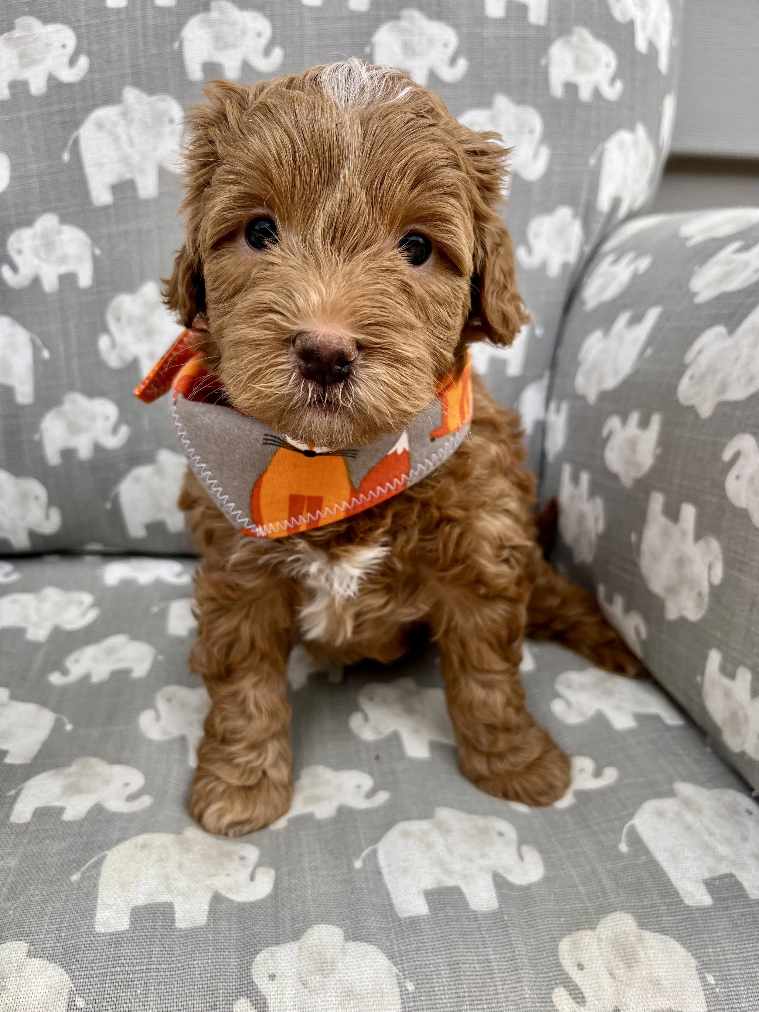Orange Boy - 5 Weeks Old
