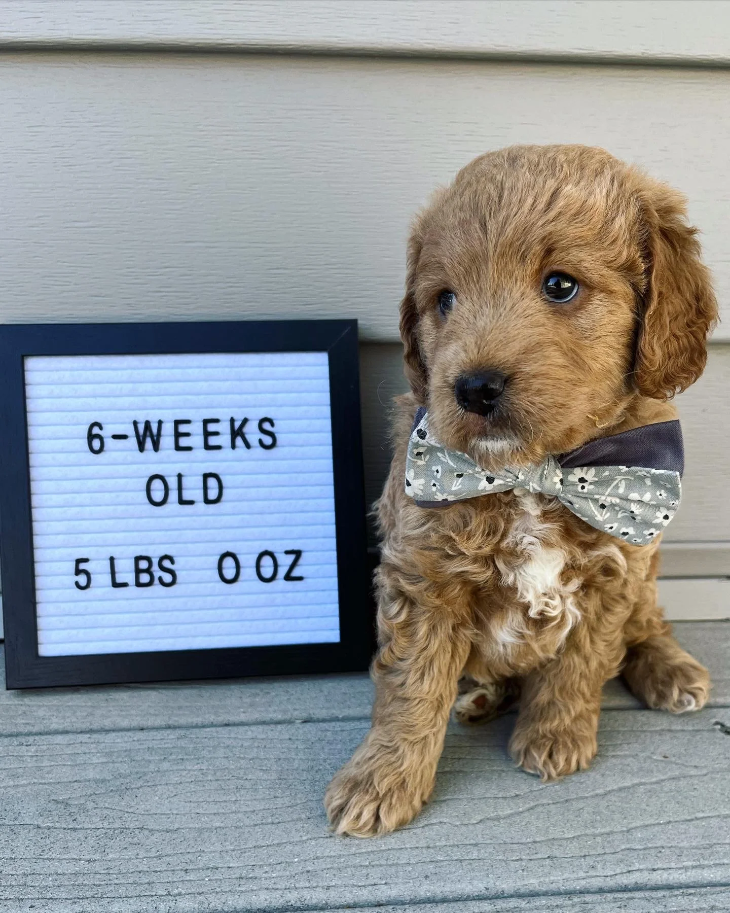 Grey Boy - 6 Weeks Old